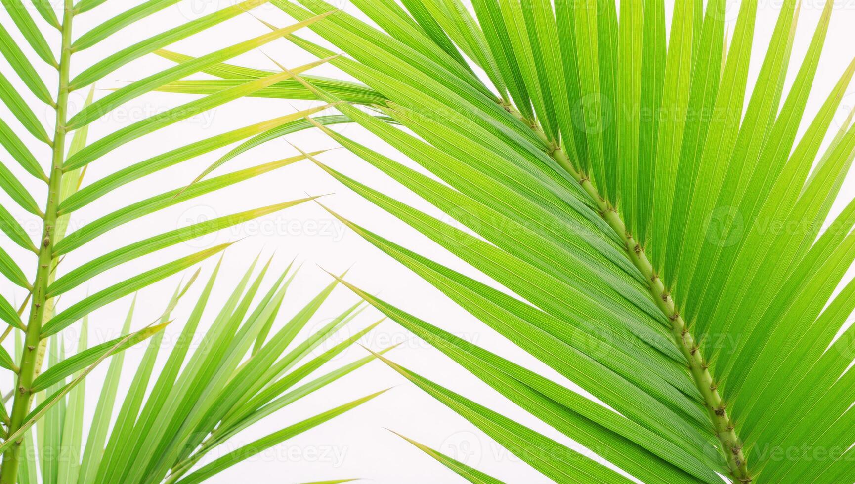 A closeup image featuring tropical greenery highlighting palm fronds against a vibrant backdrop of lush foliage Isolated Tropical Plant Branches photo