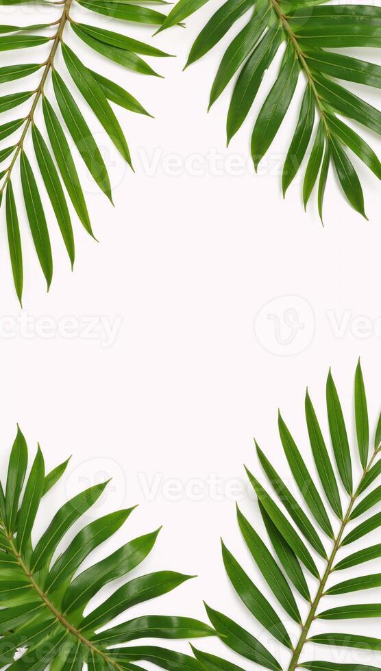 Closeup of green palm leaves against a white backdrop tropical foliage banner featuring clean copy space and an elegant palm tree corner element suitable for nature and botanical designs photo