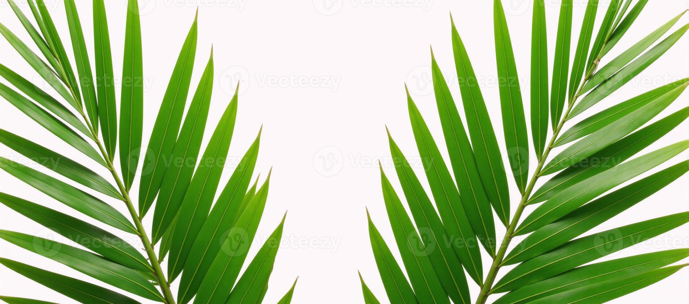 Two lone palm trees on pristine white backdrop photo