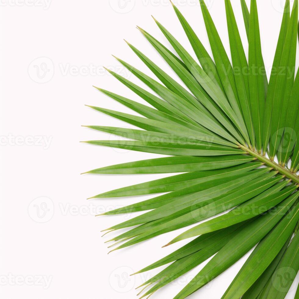 Isolated image showcases vibrant green palm leaves against a pristine white backdrop Daylight Scene photo