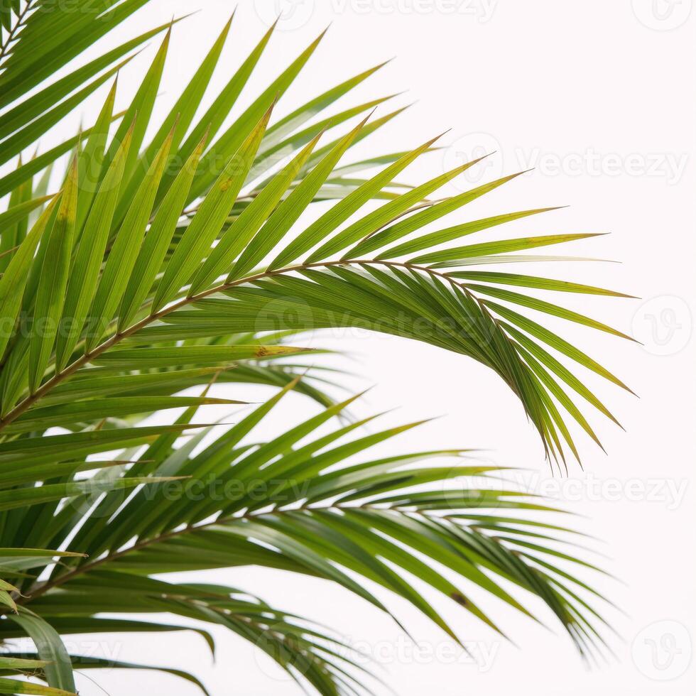White backdrop features palm leaves rendered in vibrant watercolors photo