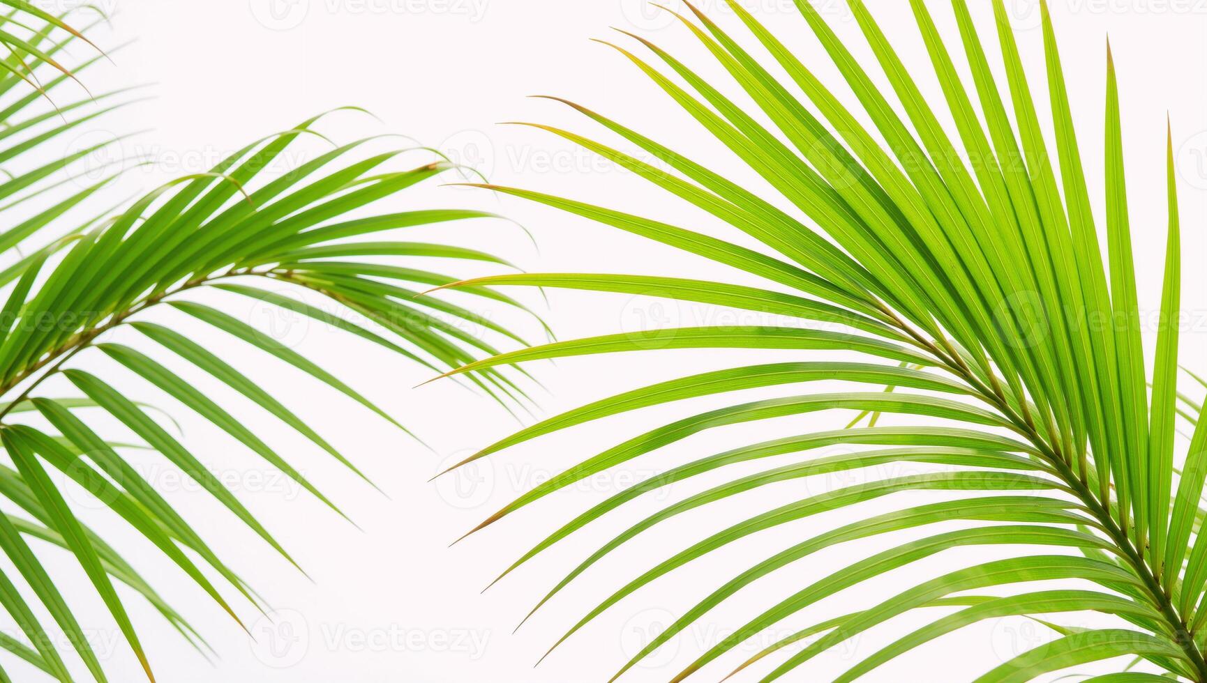 White backdrop features palm leaves rendered in vibrant watercolors photo