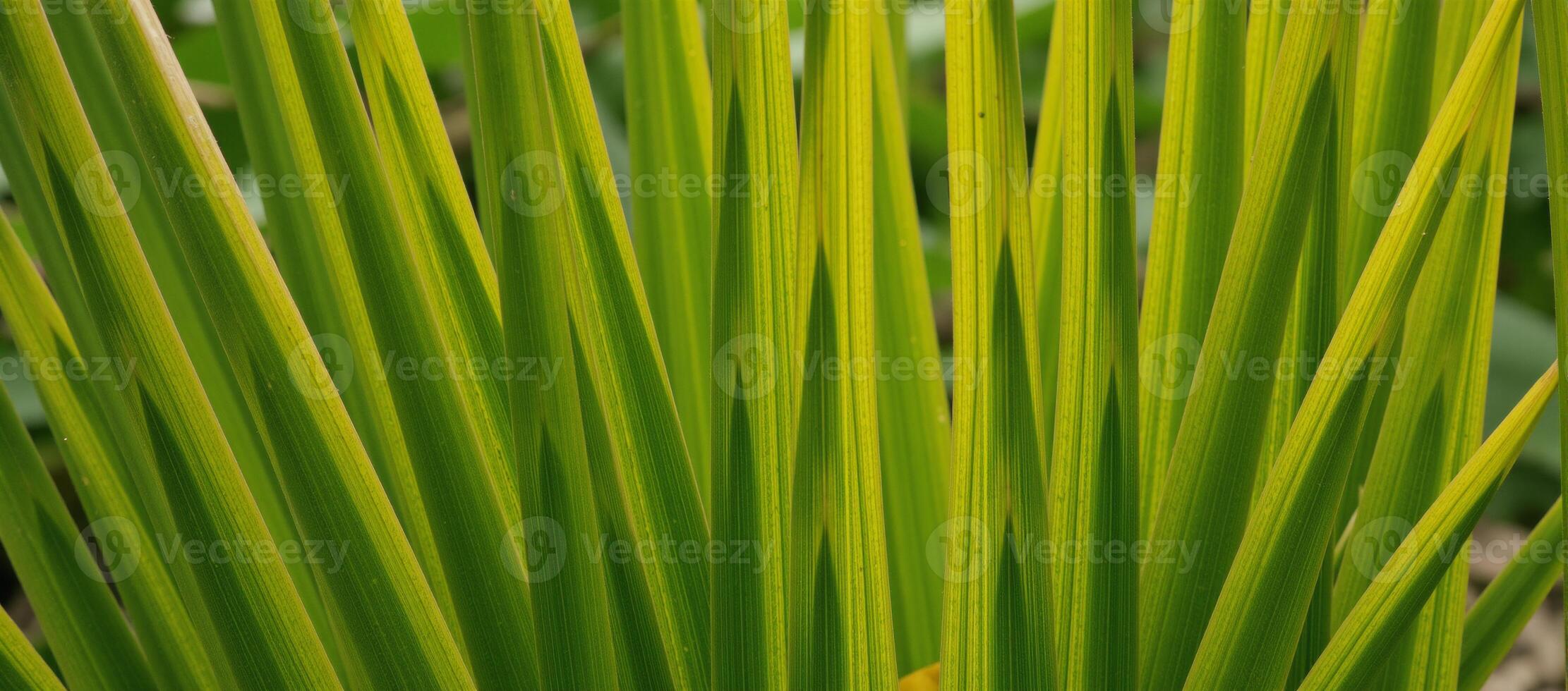 Overlapping shadevaried palm leaf pattern replicates a moving palm tree canopy photo