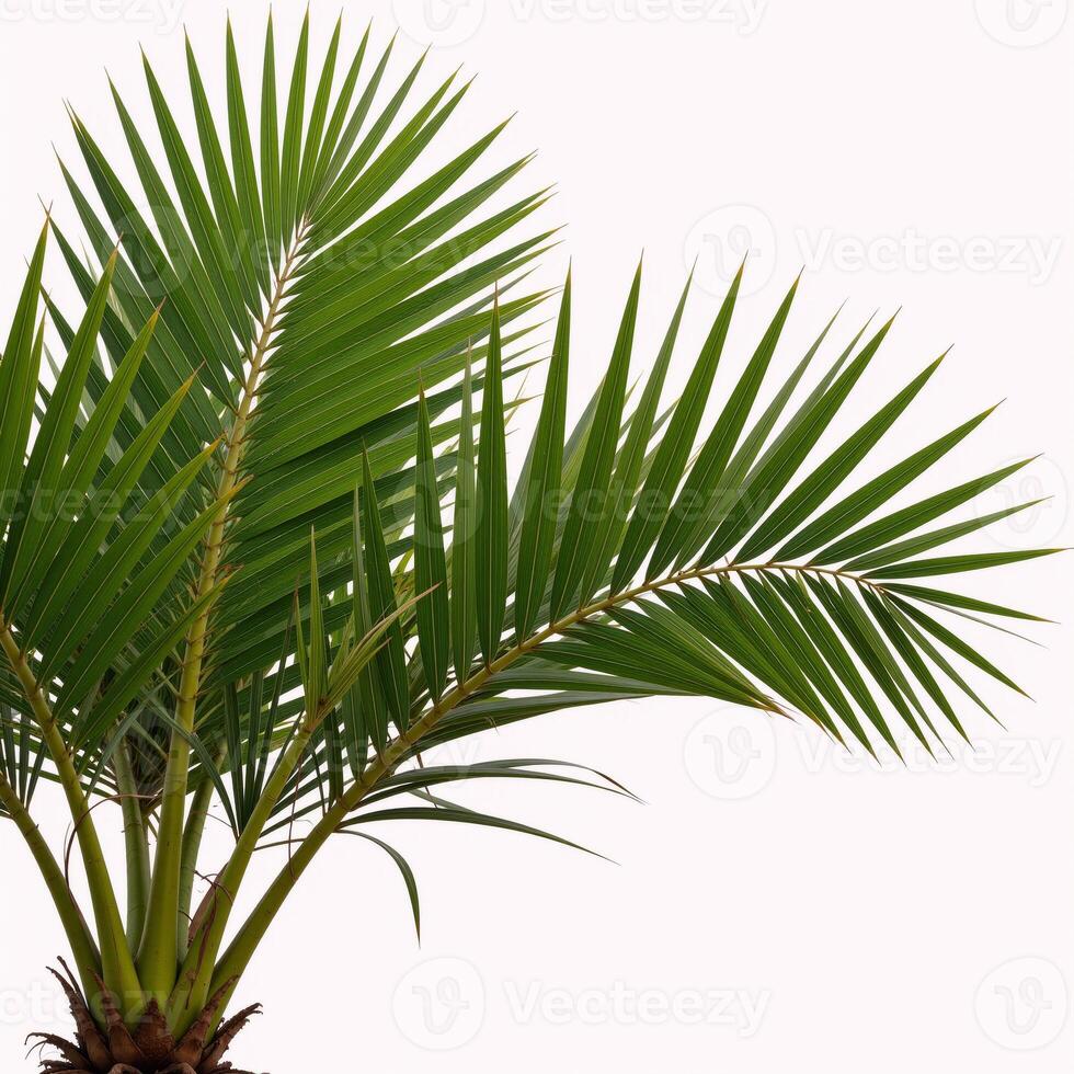 Realistic shadow of Phoenix dactylifera and A photo