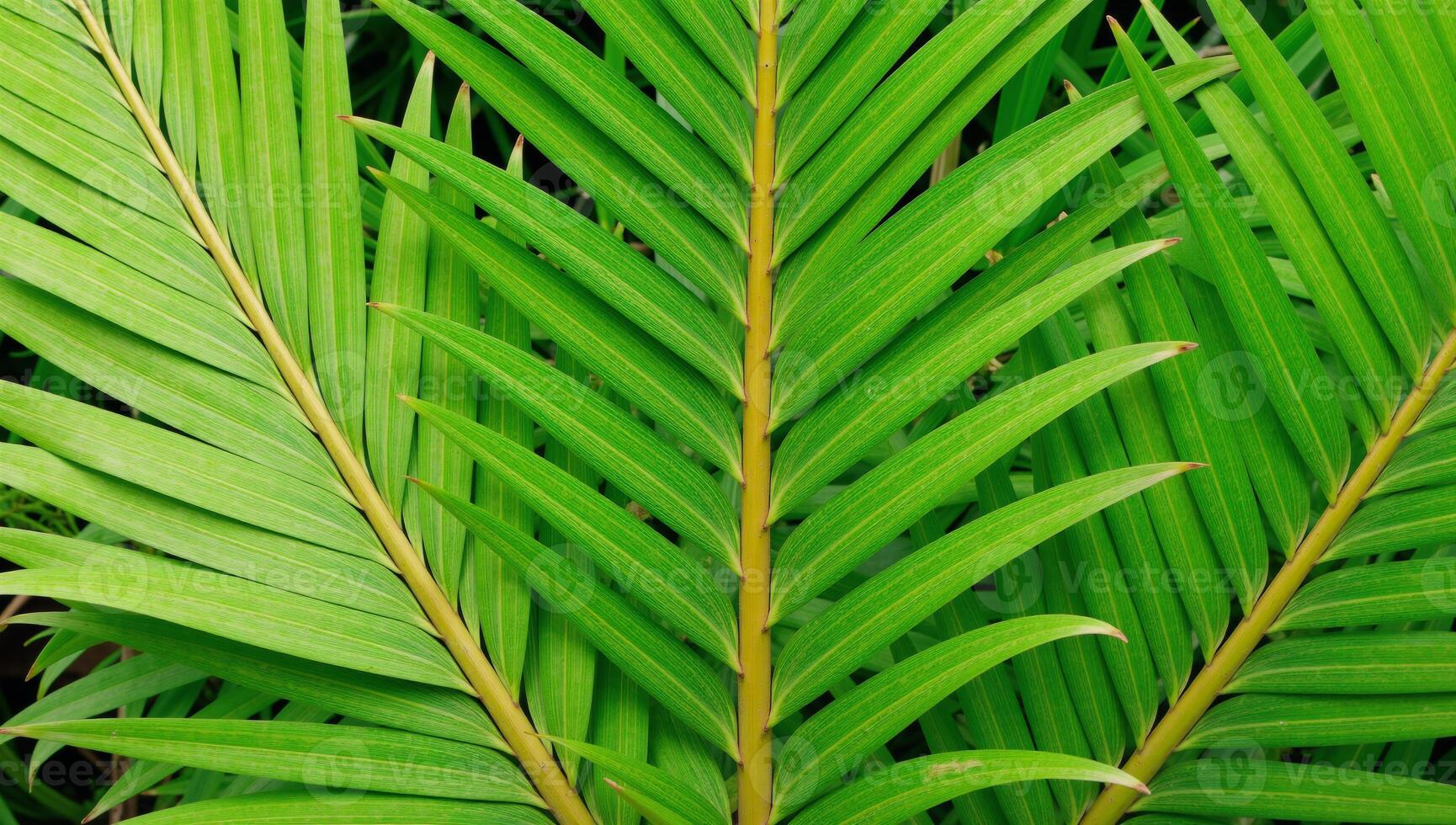 Tropical palm leaf textures with vibrant borders of fresh green plants photo