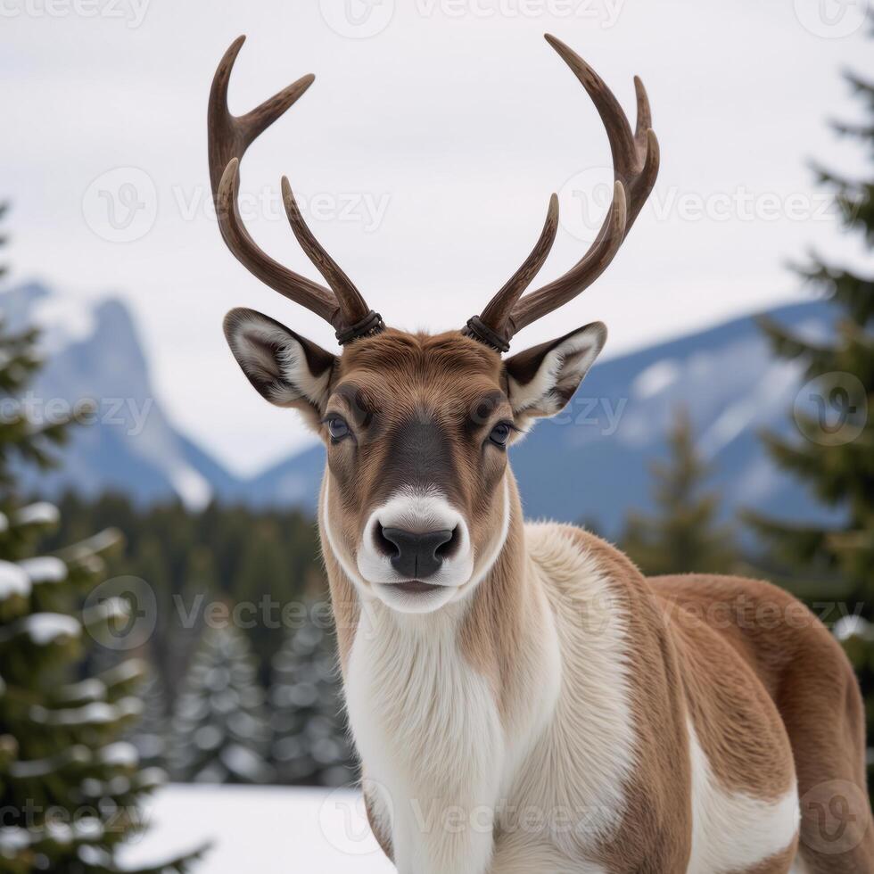 a reindeer against a backdrop setting photo