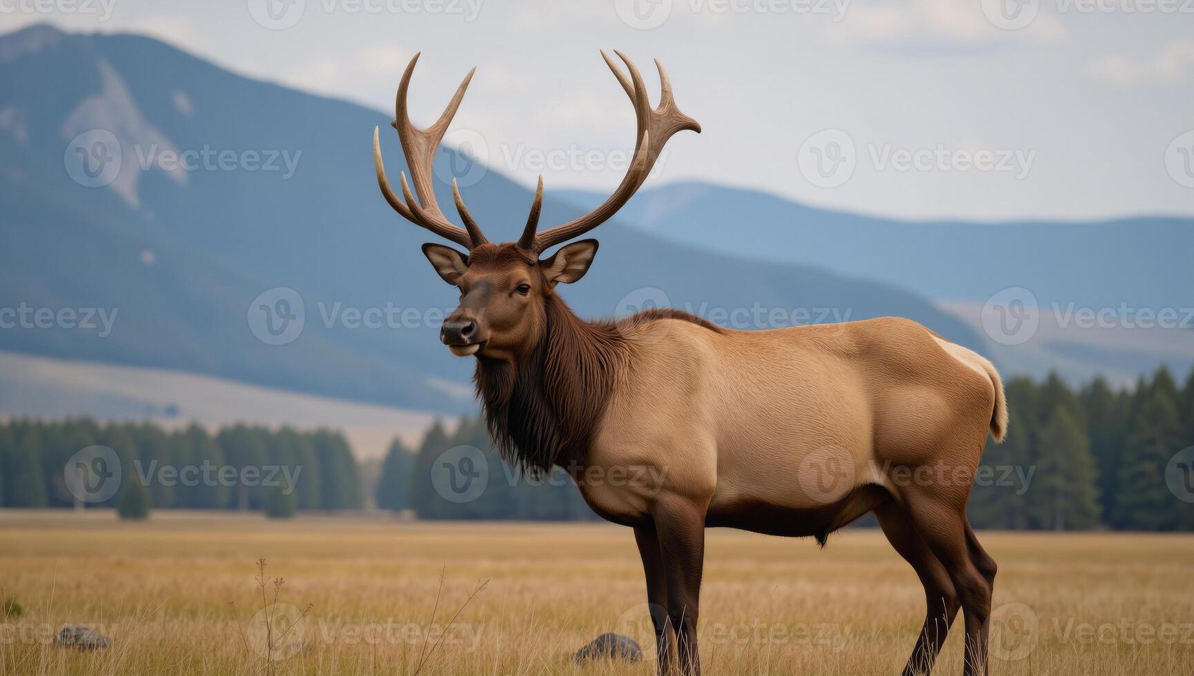 A lone bull elk stands majestically within its natural wilderness habitat photo