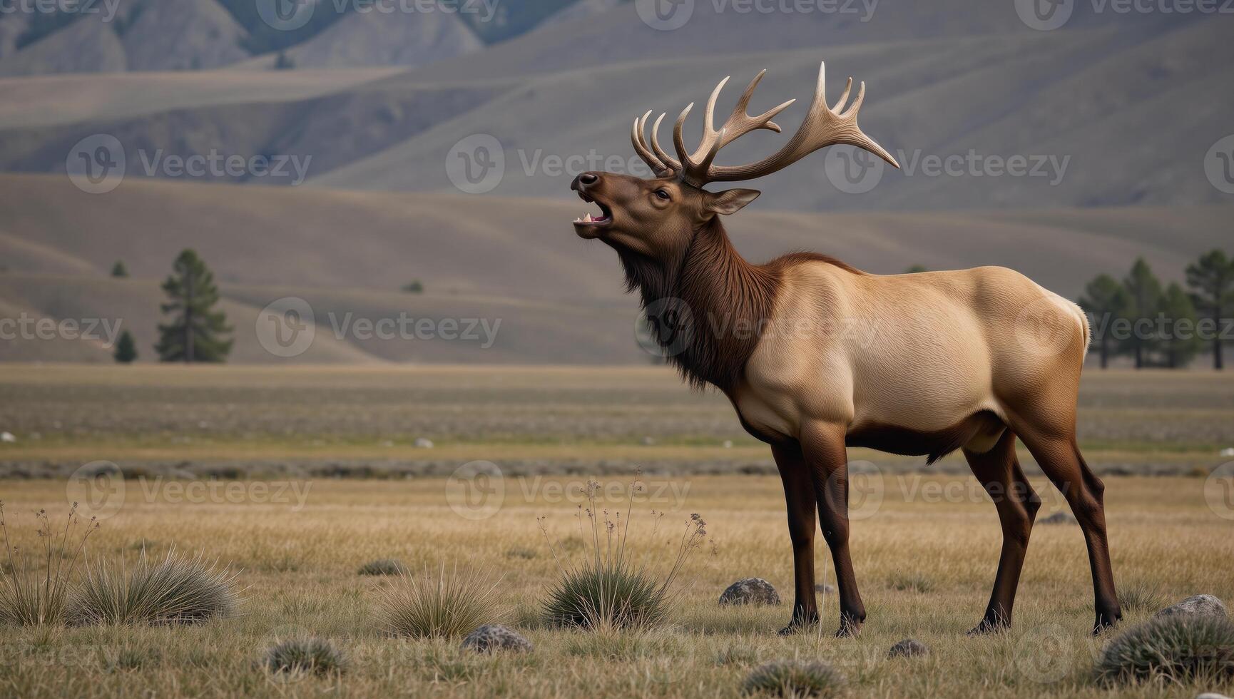 Photorealistic wildlife illustration of a bull elk bugling in a view against an isolated backdrop photo