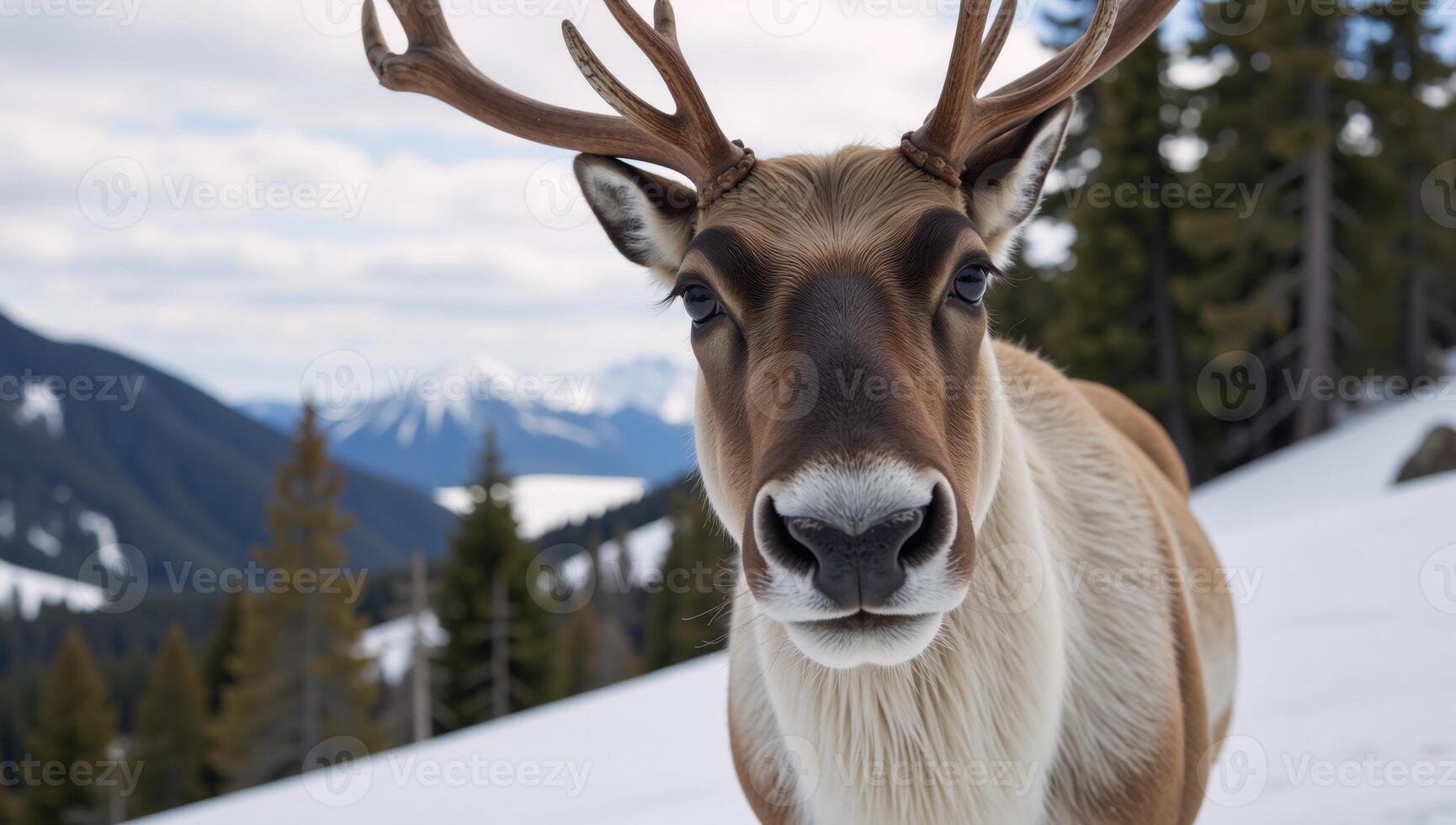 a reindeer against a backdrop setting photo