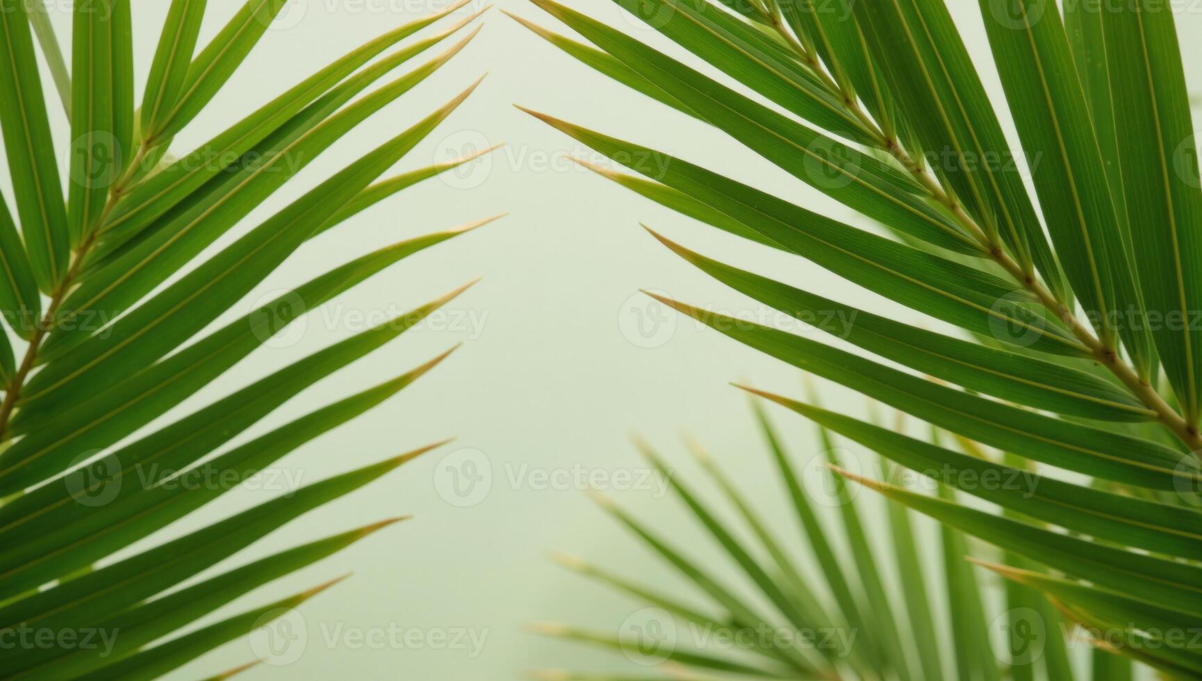 Empty space centered with palm leaf backdrop minimalist composition photo