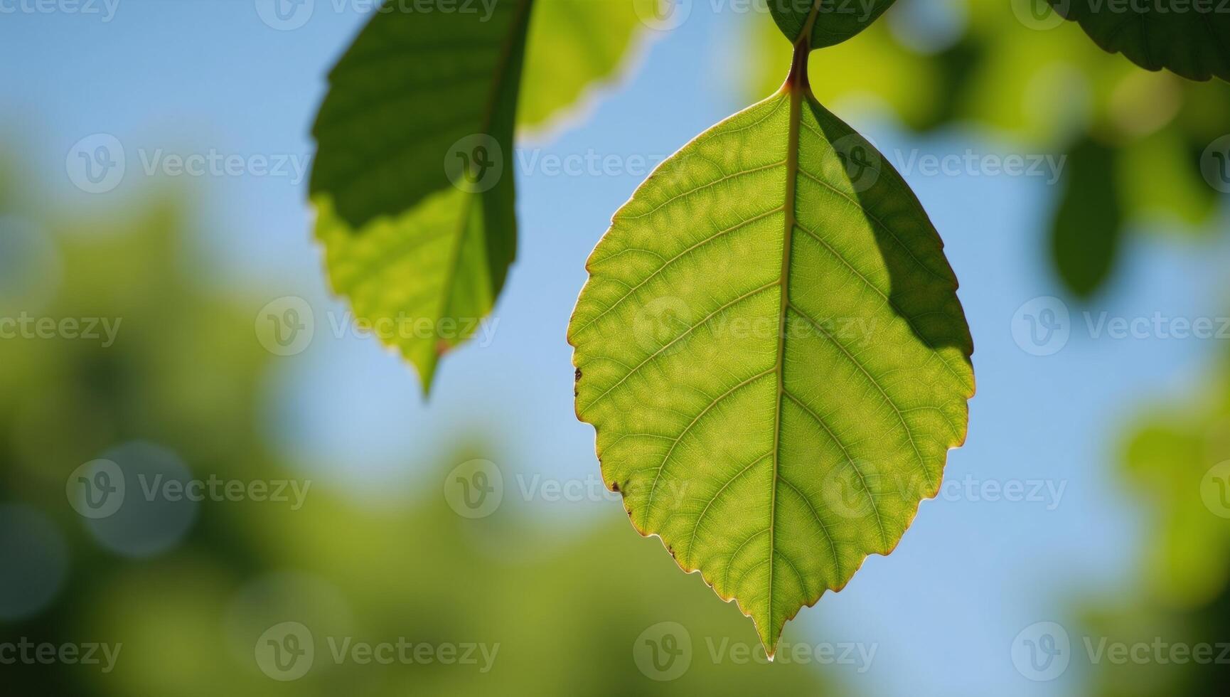 Watercolor illustration featuring leaves on a walnut tree photo