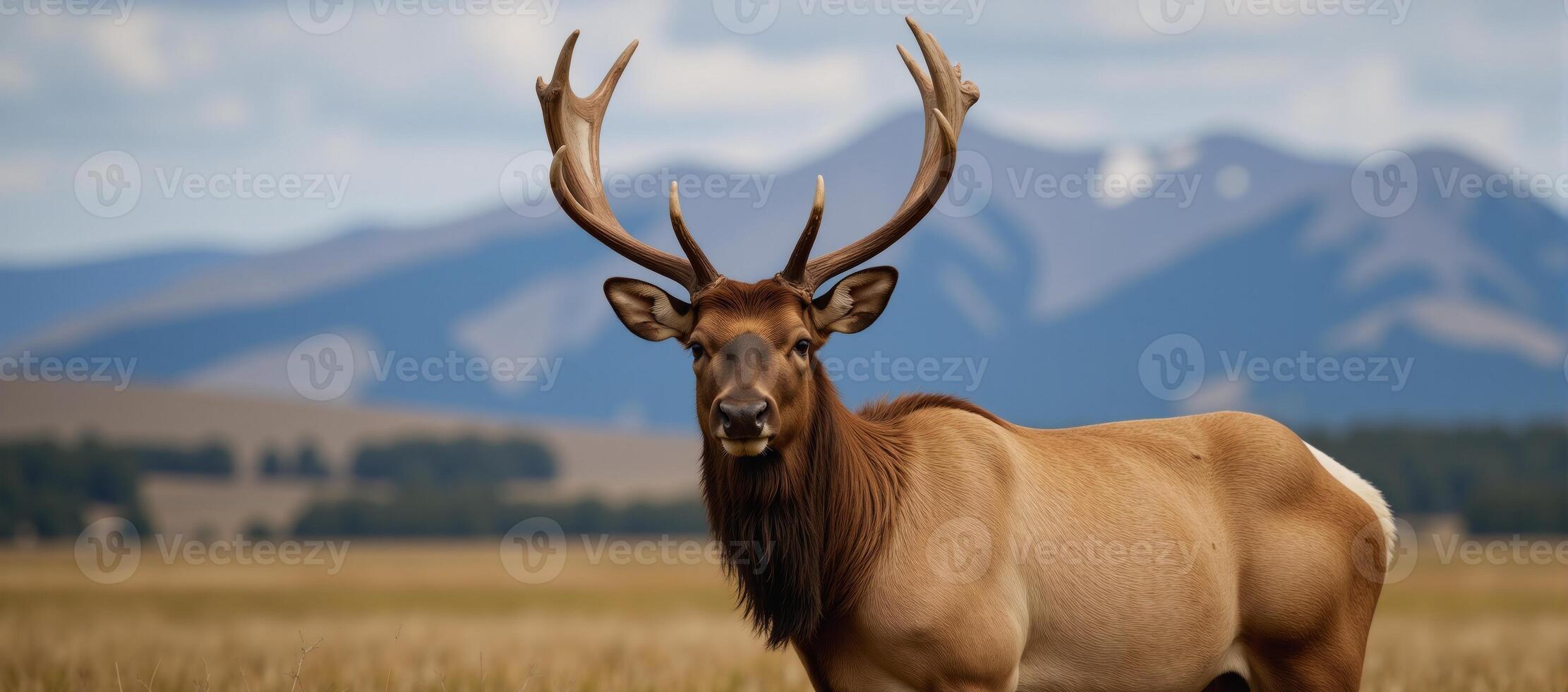 A lone bull elk stands majestically within its natural wilderness habitat photo