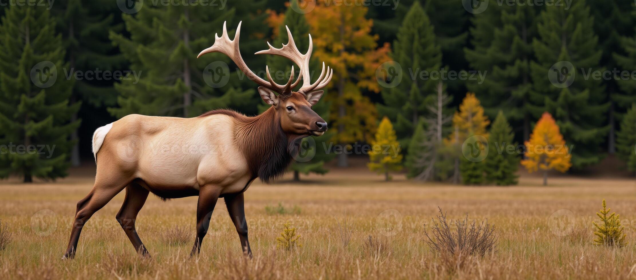 A captivating portrait showcasing an elk grazing within its natural habitat photo