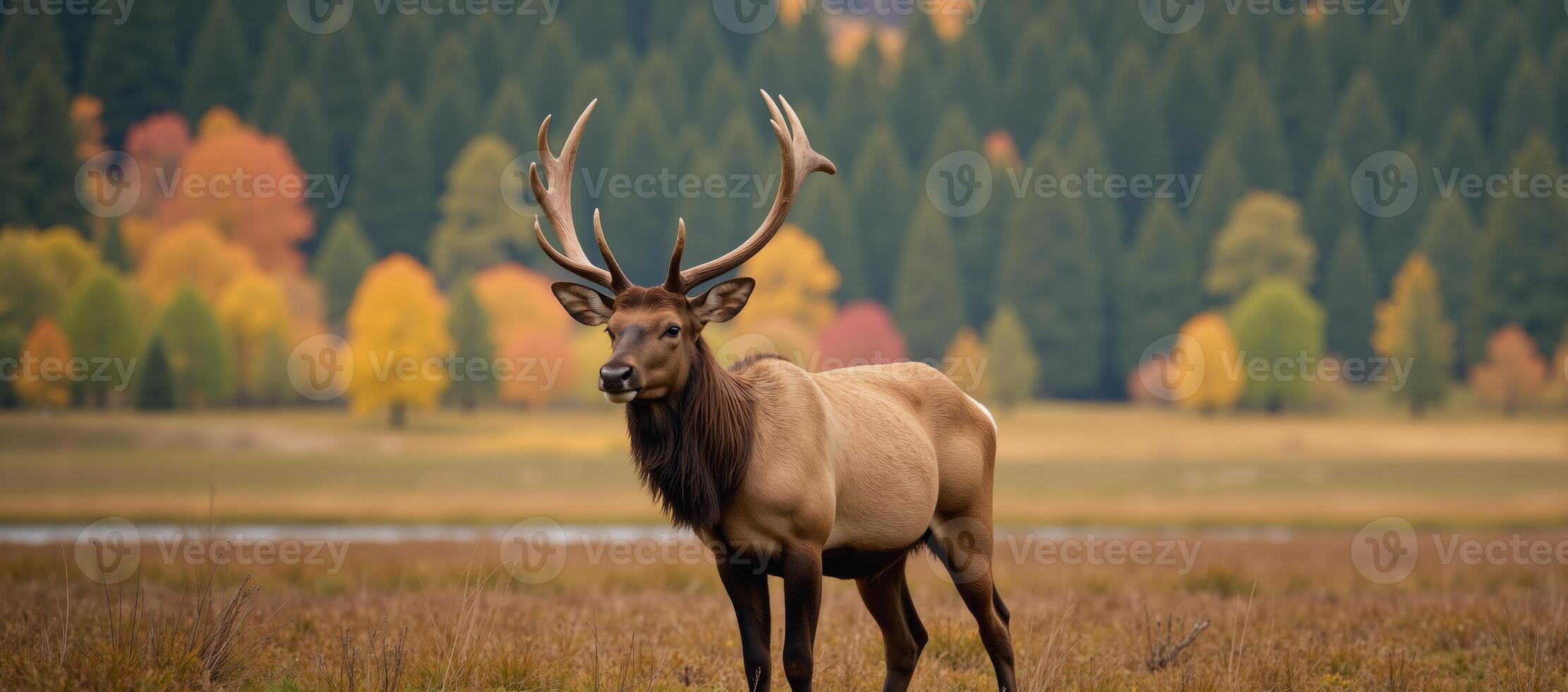 An elk is depicted against a lively colorful wilderness with a blurred background photo