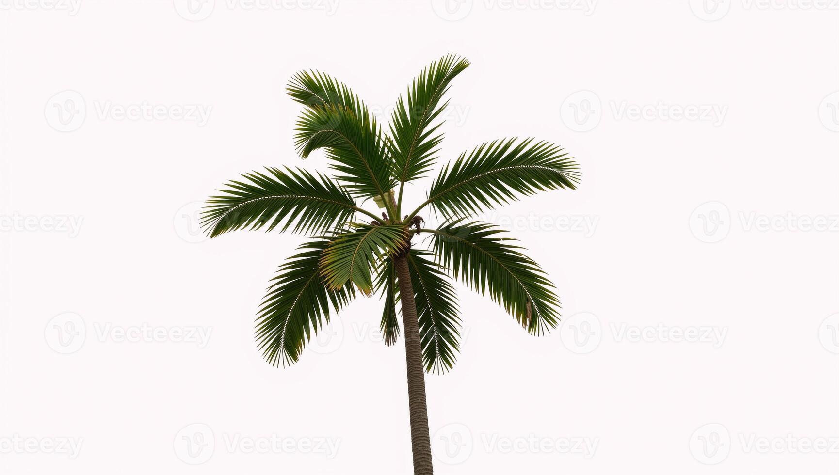 Illustration showcasing an isolated single palm tree against a crisp white backdrop photo