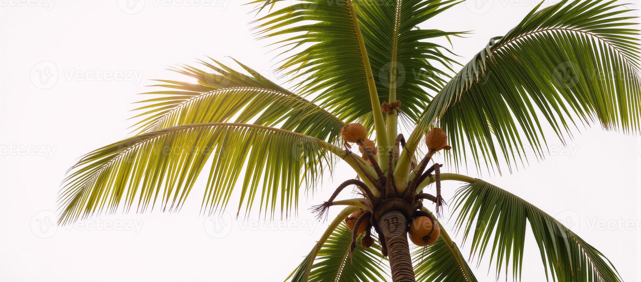 A coconut palm tree against a transparent backdrop photo