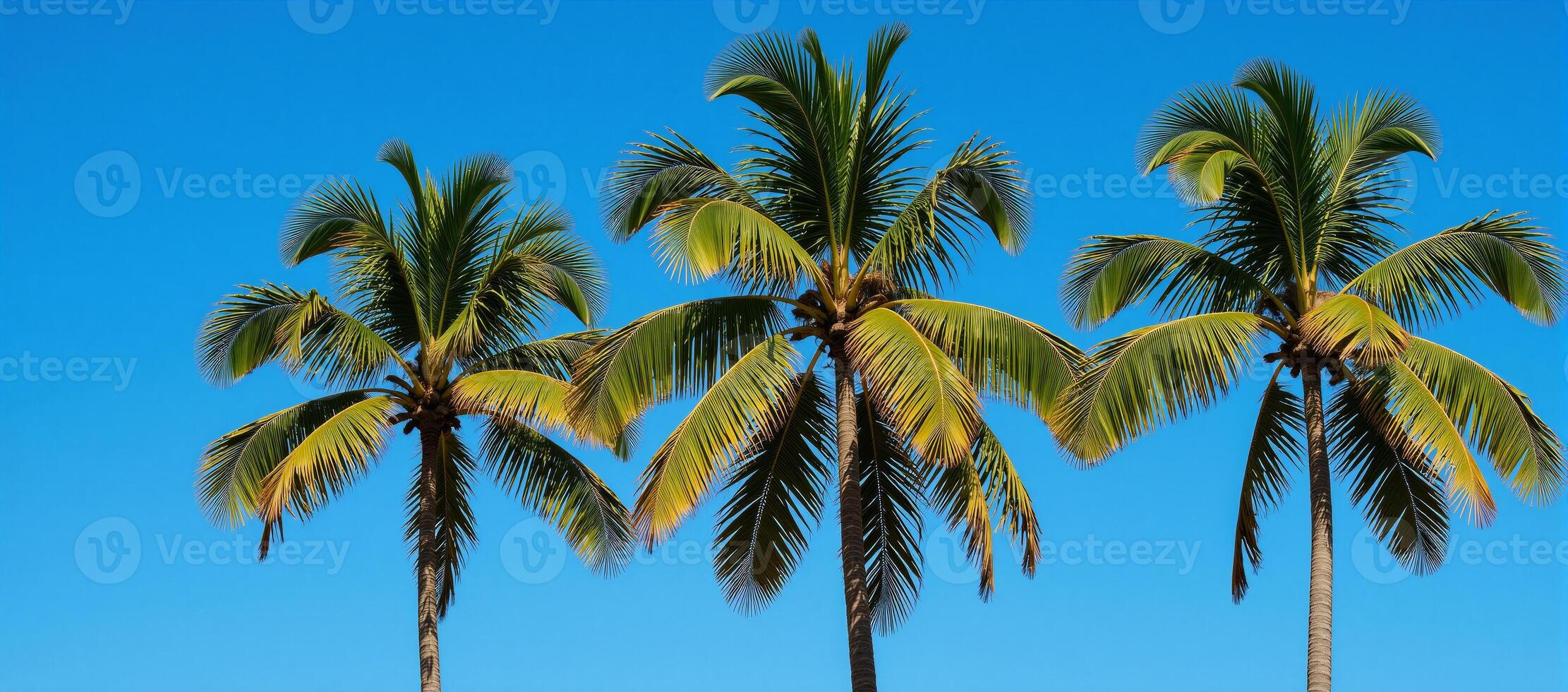 Gazing upward amidst towering palms beneath azure skies photo