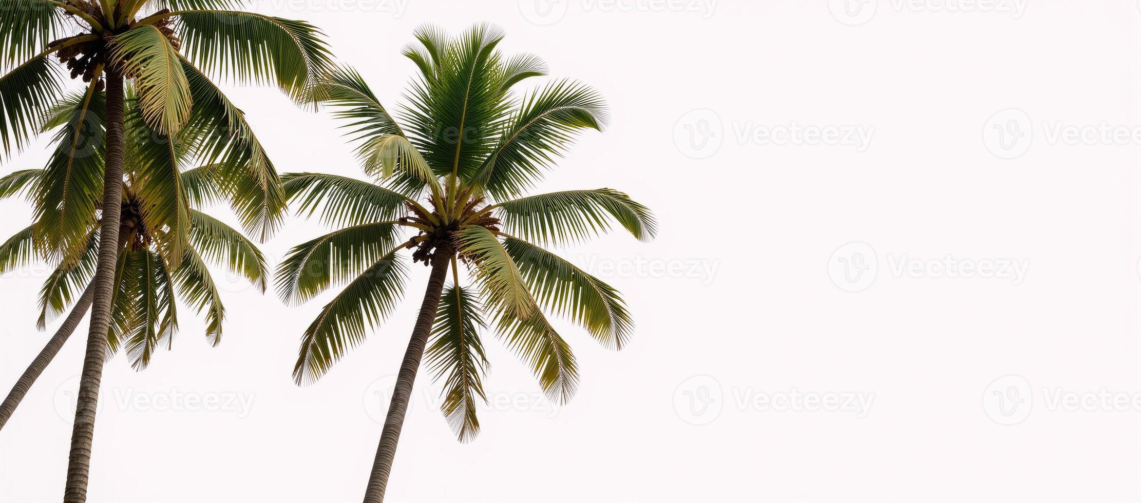 Collection of large summery palm trees on a white background ideal for design advertising or architecture purposes photo