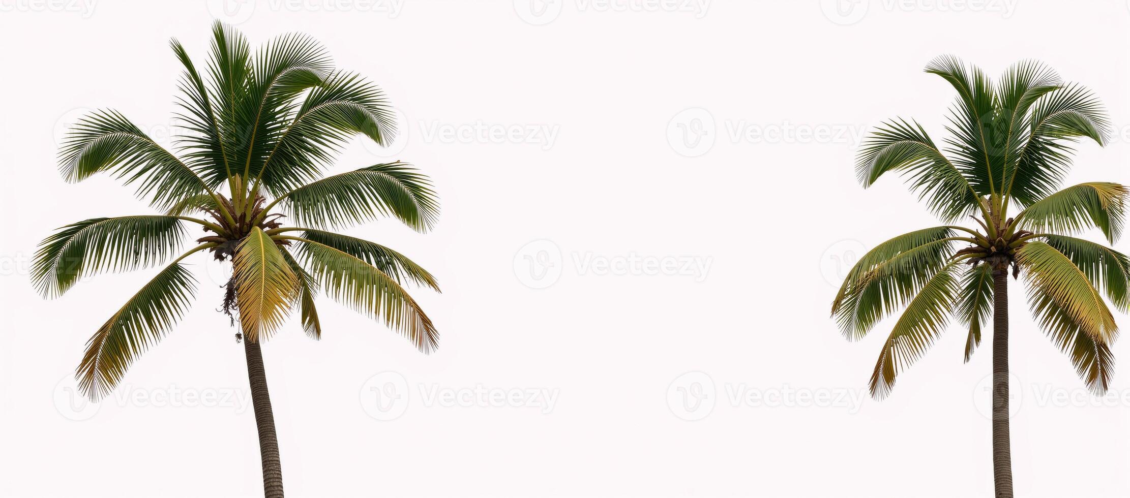 Coconut palms standing alone against a pristine white backdrop photo
