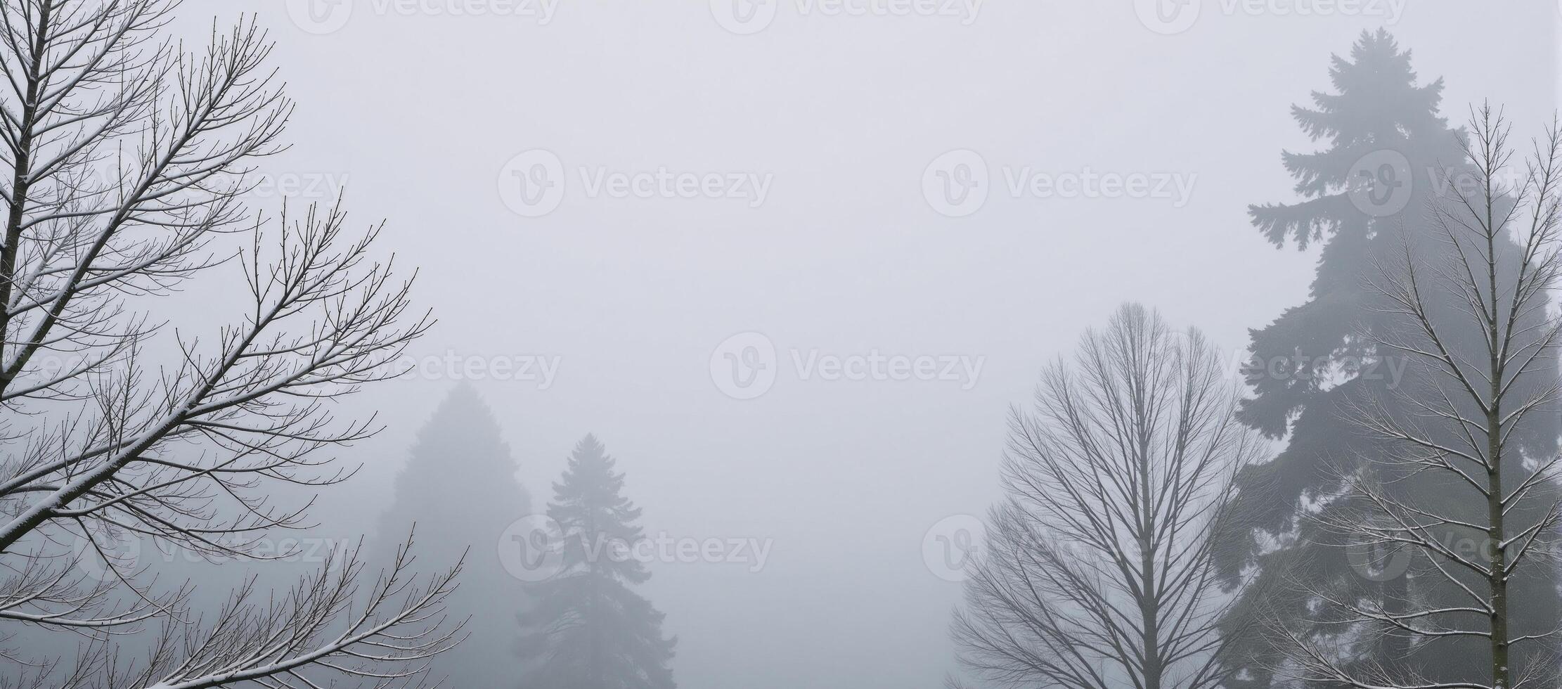 A winter tree shrouded in misty fog photo