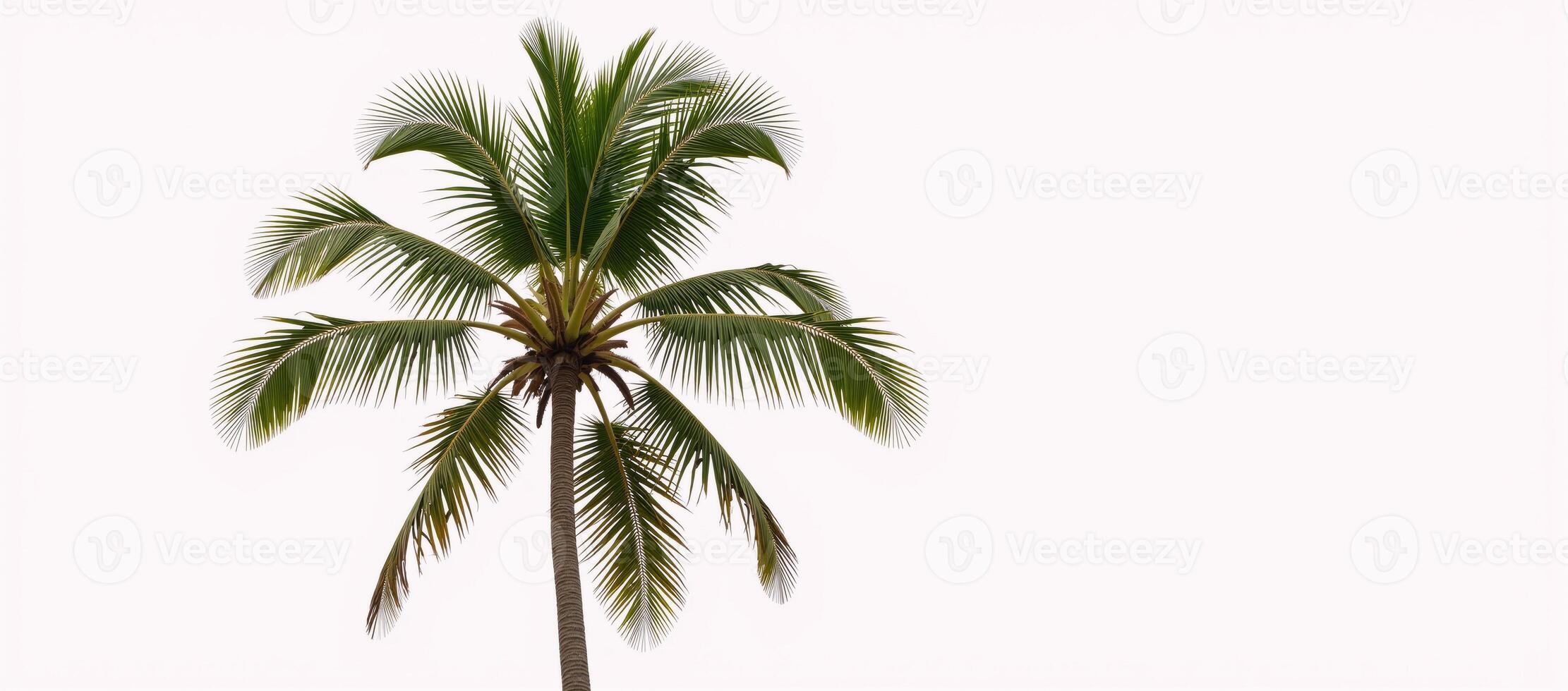 Lone coconut tree against an empty backdrop photo