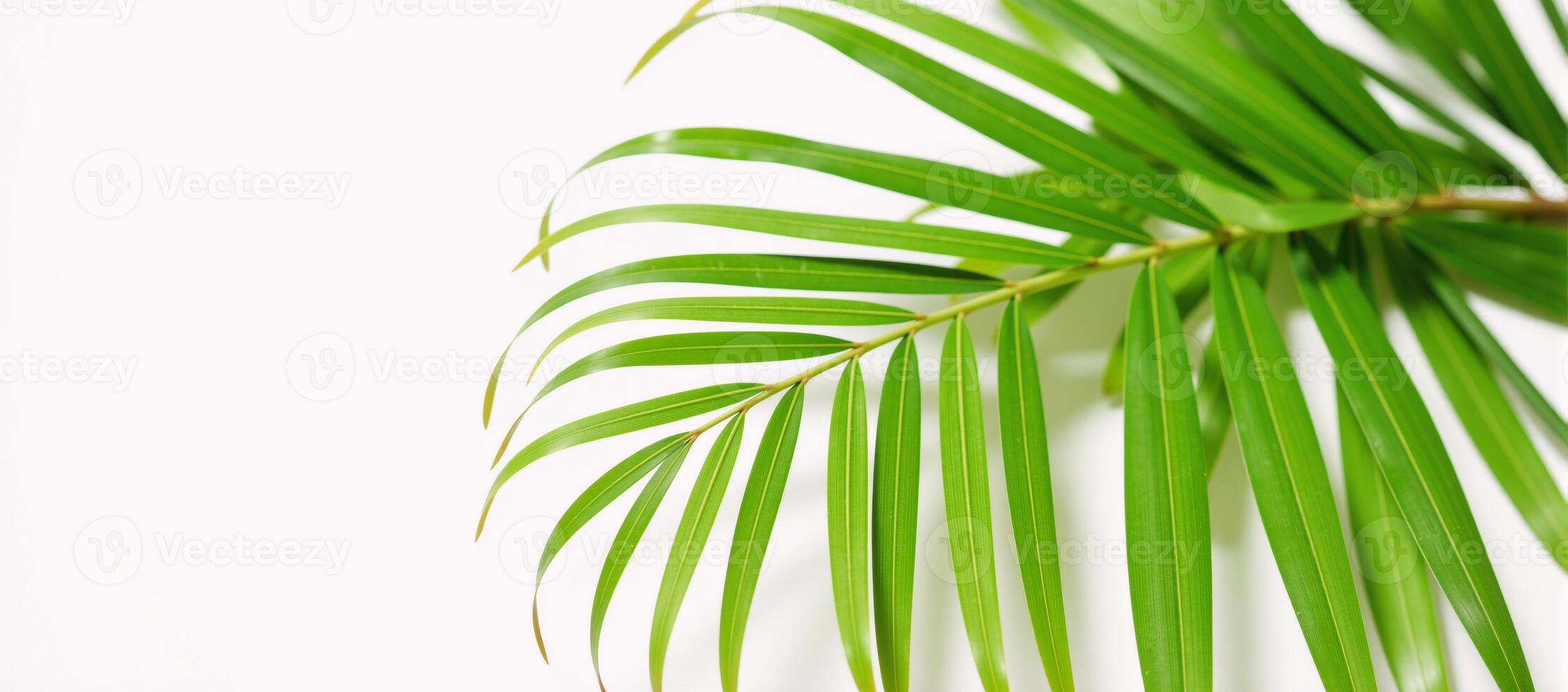 White backdrop features palm leaves rendered in vibrant watercolors photo