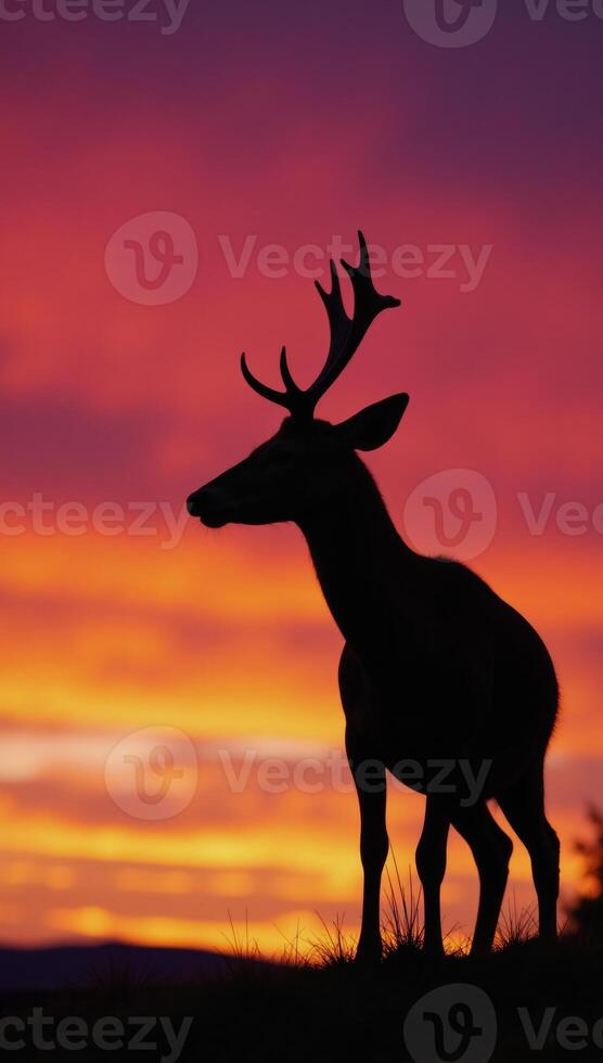 Deer silhouette against a glowing sunset sky photo