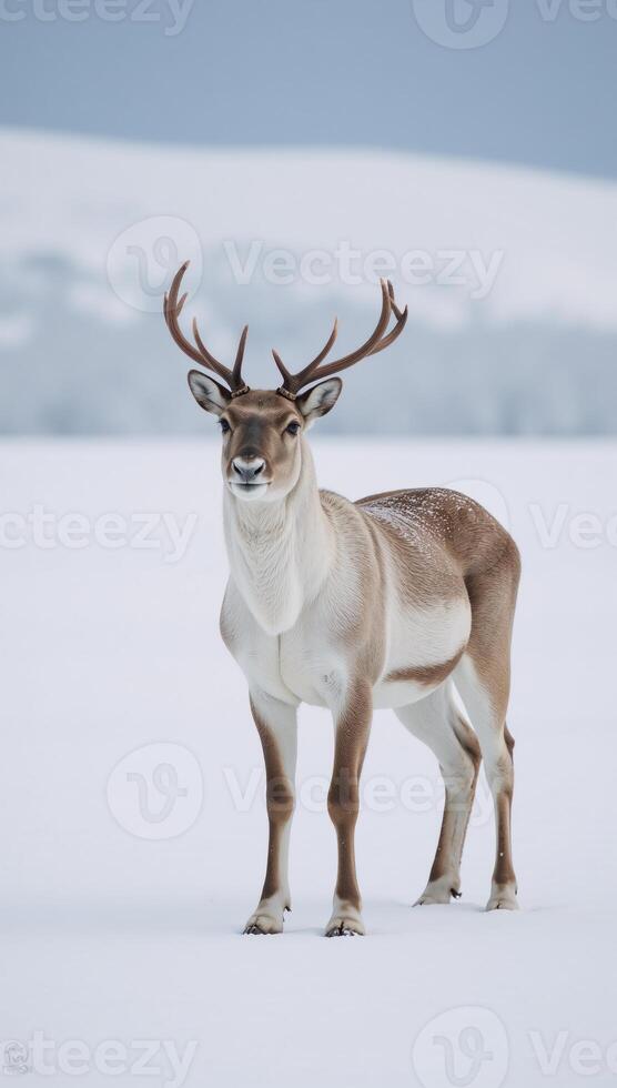 Solitary caribou stands against snowy backdrop as gentle snowfall descends photo
