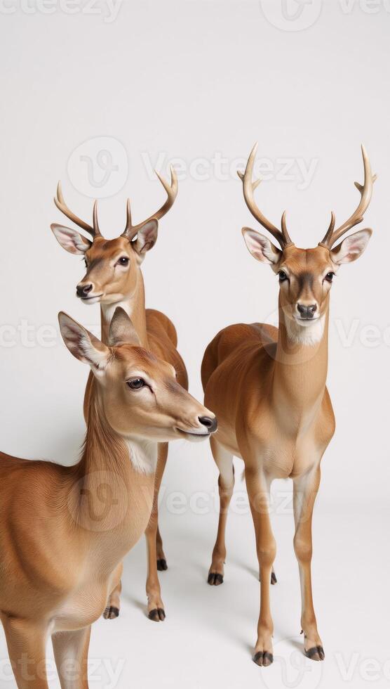 Deer portrayed separately against a backdrop photo