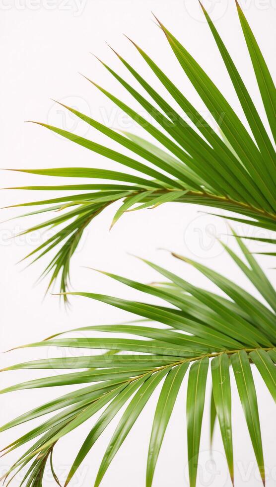 White backdrop features palm leaves rendered in vibrant watercolors photo