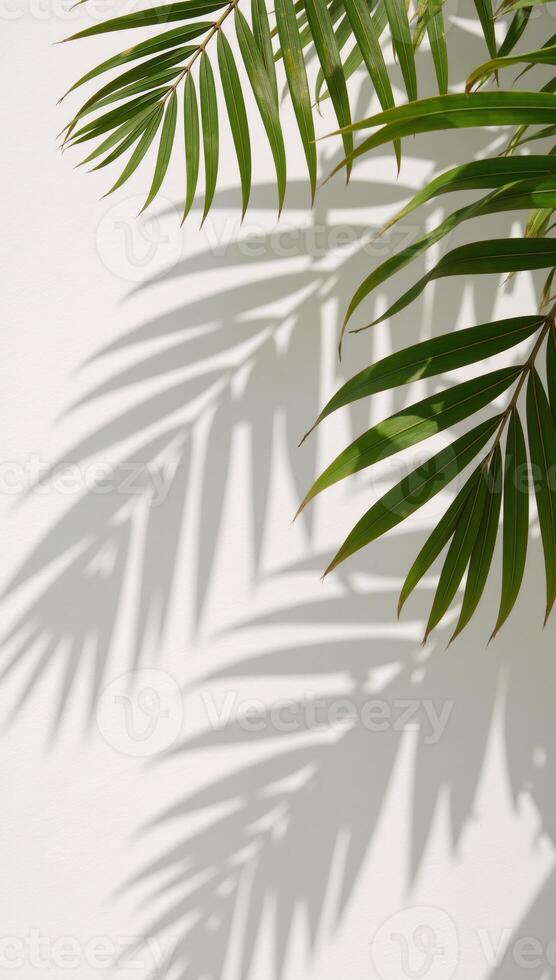 Tropical scene with palm tree and leaf shadows on contrasting color backdrops whitebeige featuring a banner photo
