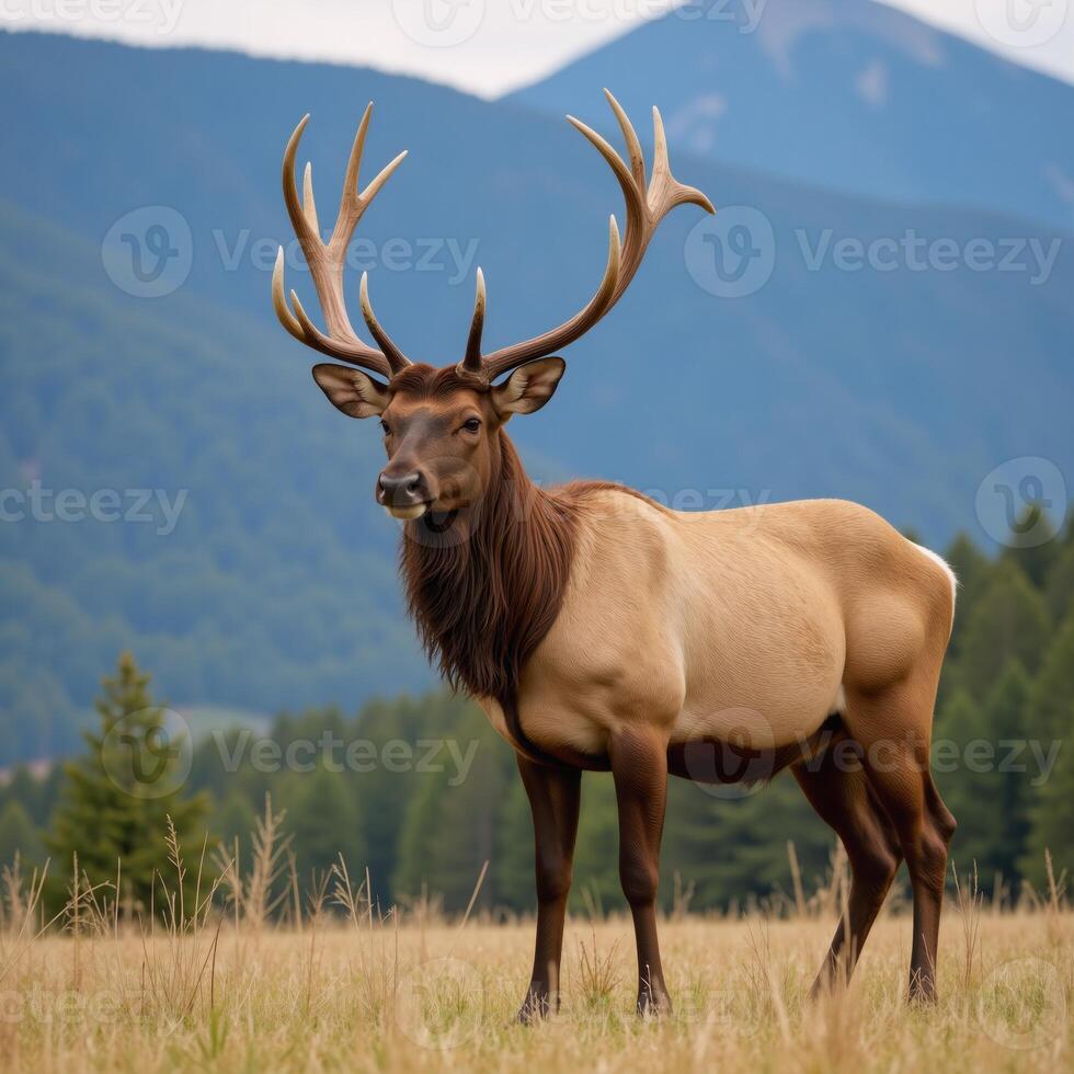 A lone bull elk stands majestically within its natural wilderness habitat photo