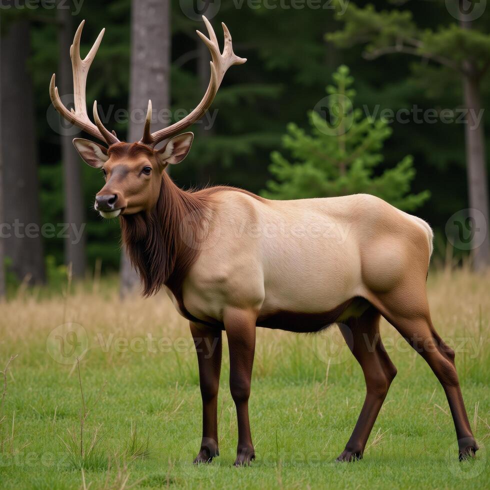 A majestic elk portrayed realistically with an emphasis on intricate details textures and fur patterns photo
