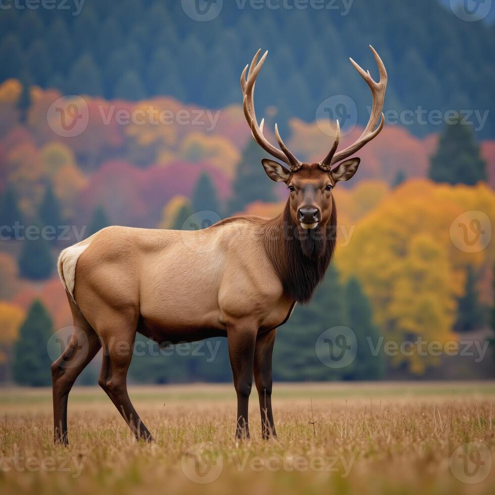An elk is depicted against a lively colorful wilderness with a blurred background photo