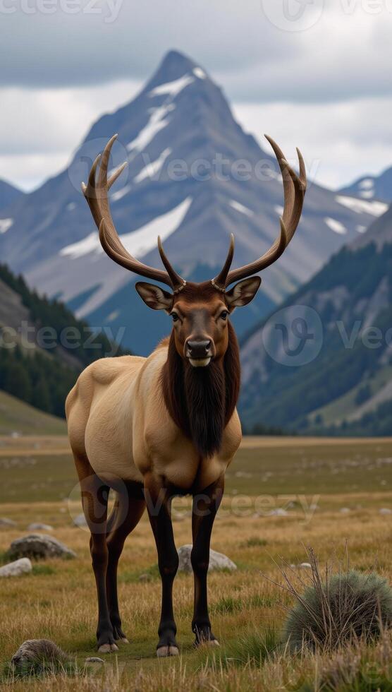 A bull elk amidst snowcapped mountain peaks photo