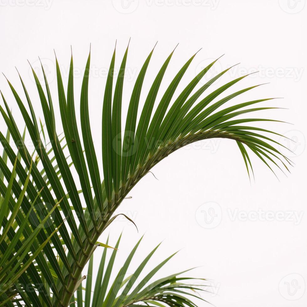 Two lone palm trees on pristine white backdrop photo