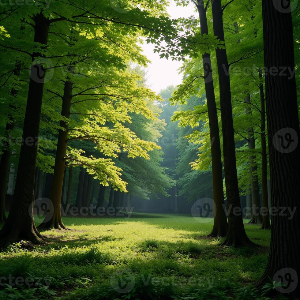 Lush treefilled forest for environmental wellbeing photo