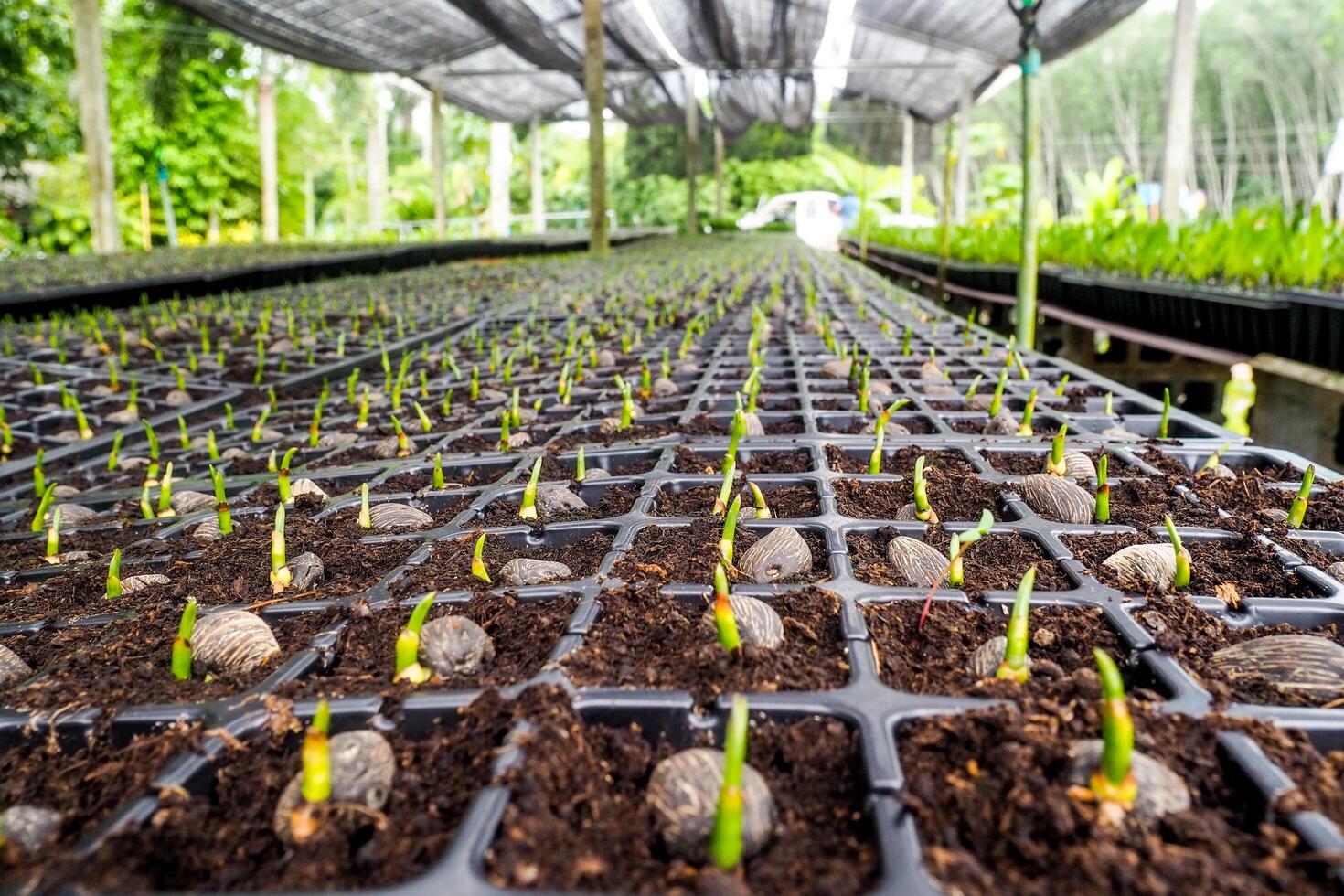 Young Plant Seedlings Growing in Nursery Trays Under Protective Shade in a Greenhouse photo
