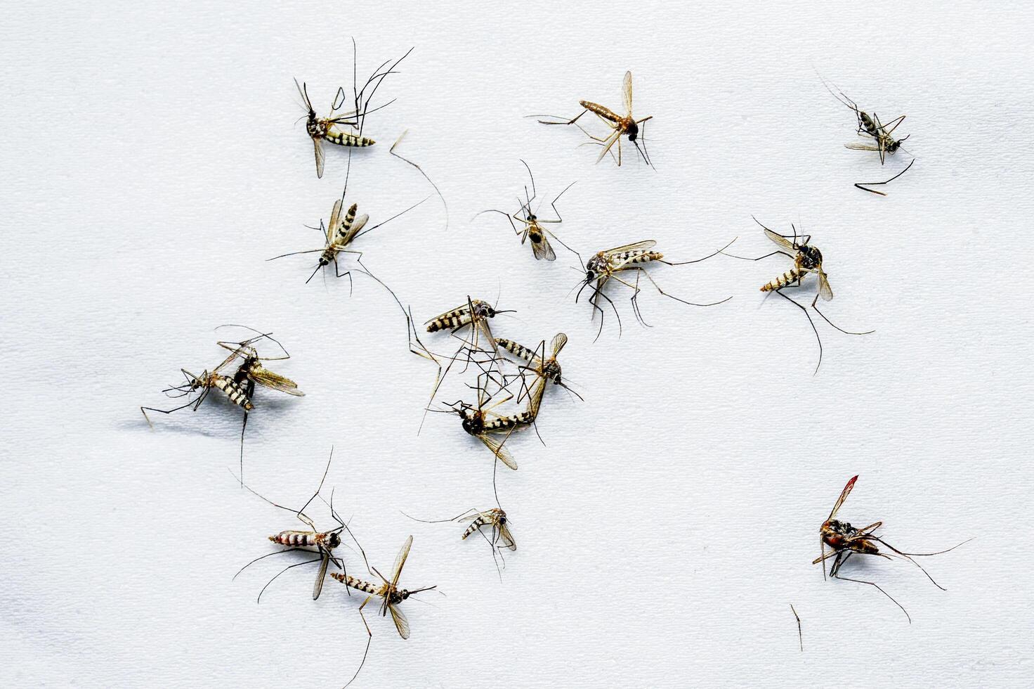 Close-Up of Multiple Mosquitoes on White Background Highlighting Insects and Nature photo