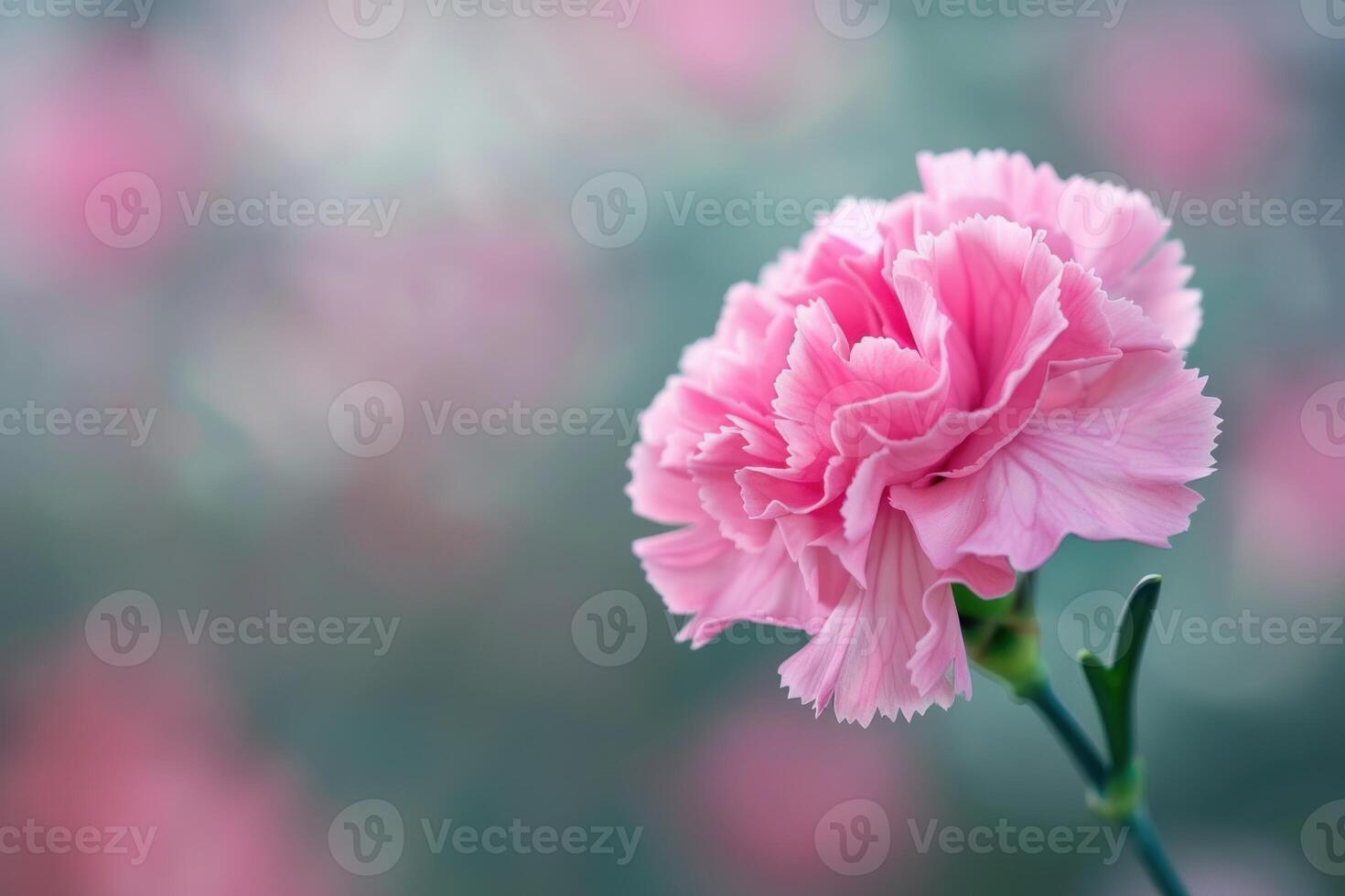 Delicate pink carnation blooming in soft focus garden background photo