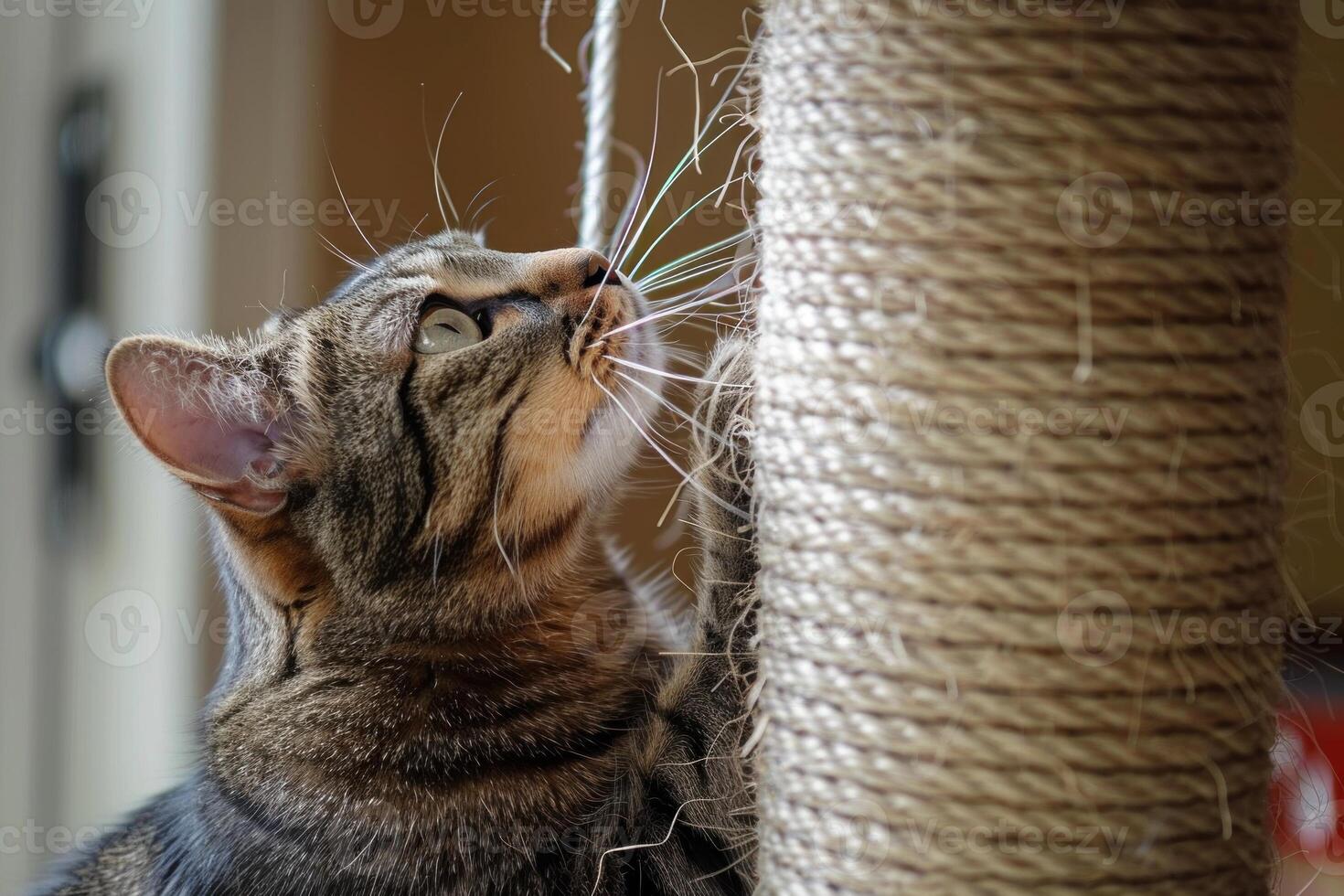 Tabby cat scratching on a rope scratching post photo