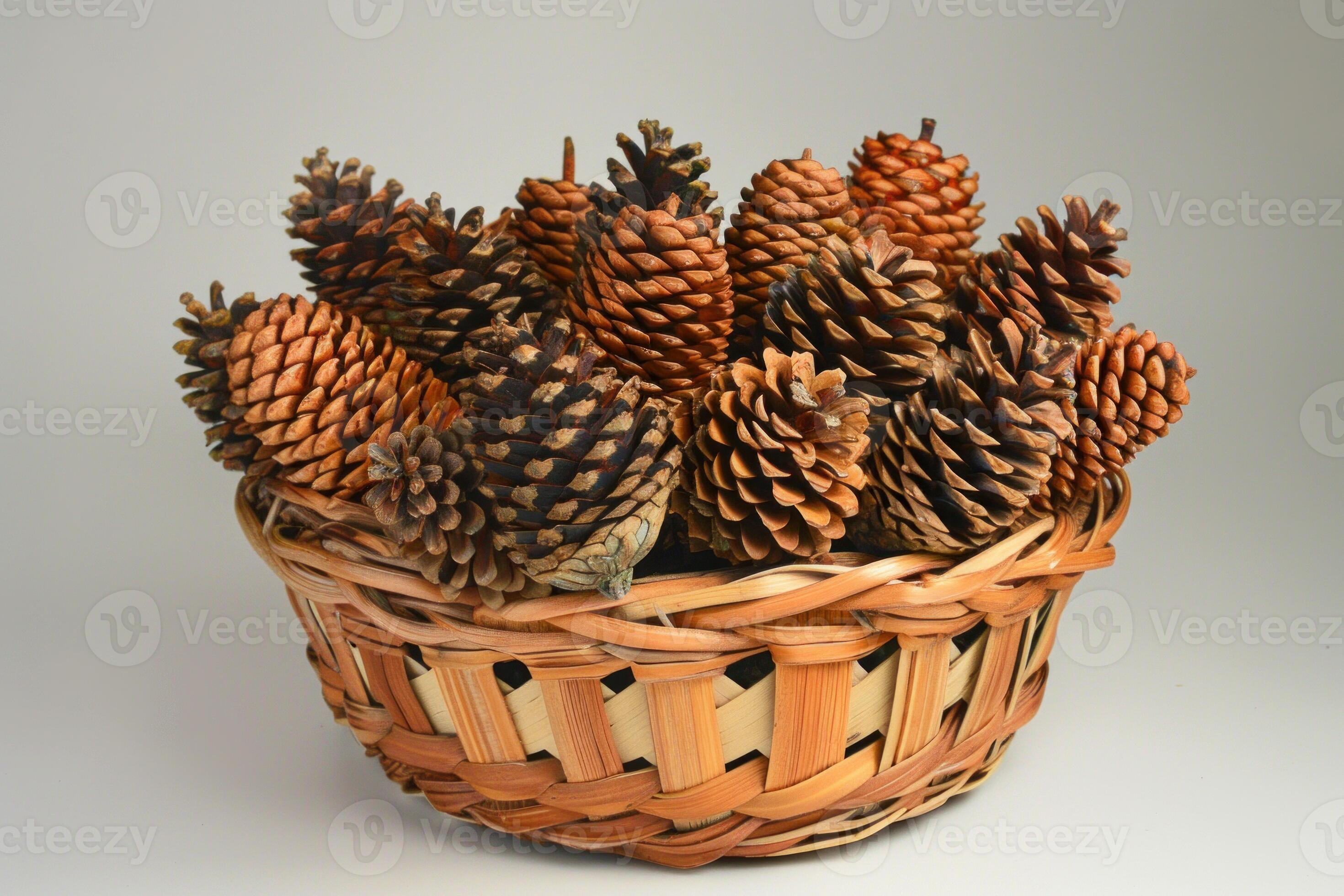 Conifer in Basket Conifer in Basket
