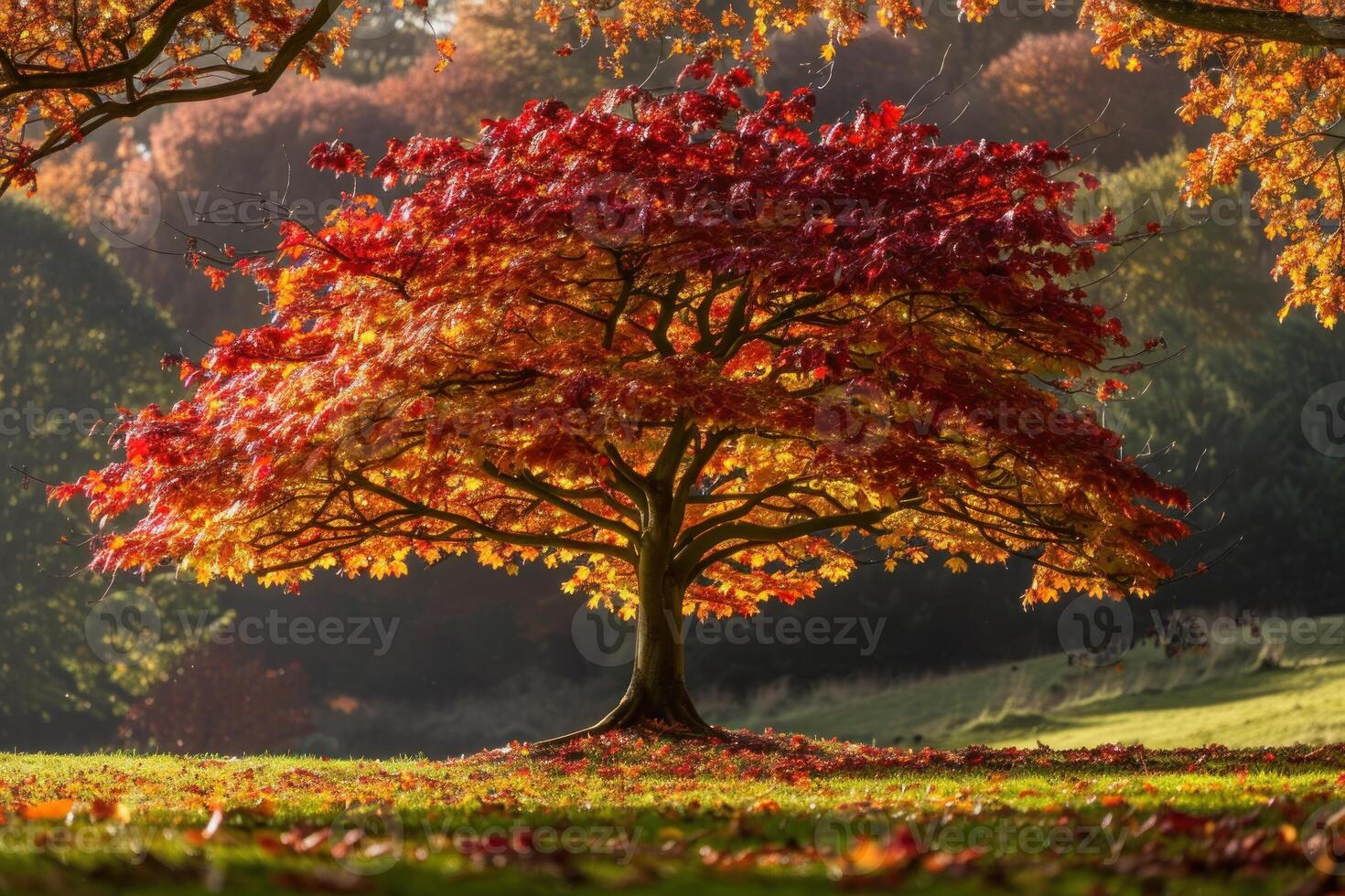 Beautiful red maple tree showing off its autumn colors in a park photo