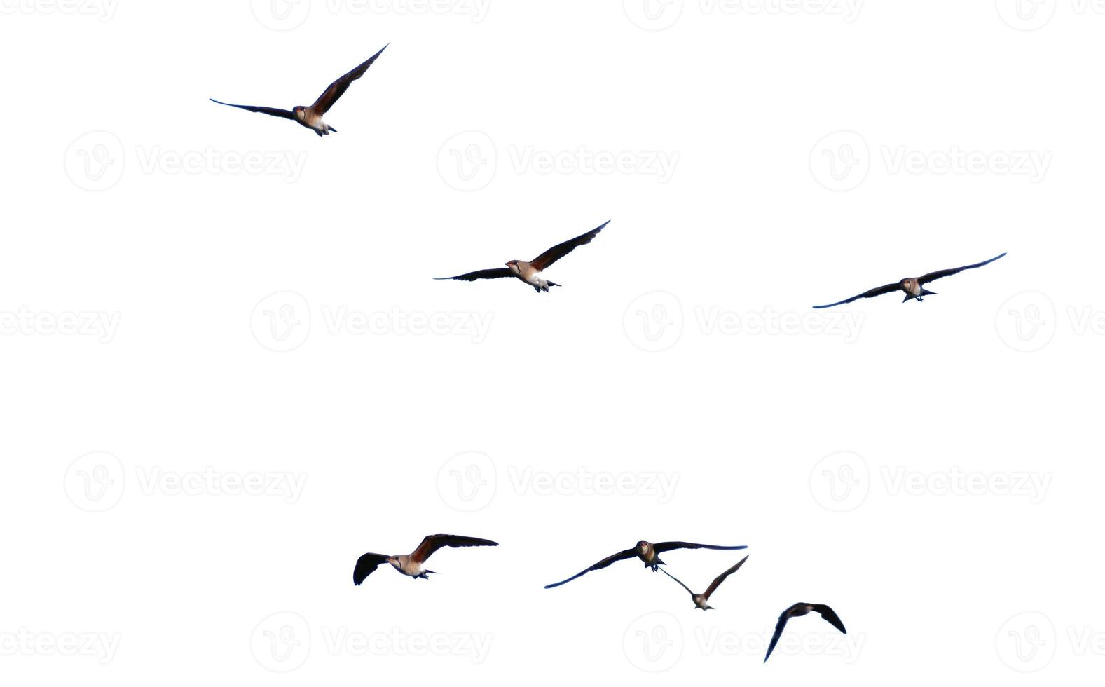 Flock of Birds Soaring in Clear Sky Captured in Mid-Flight Against a White Background photo