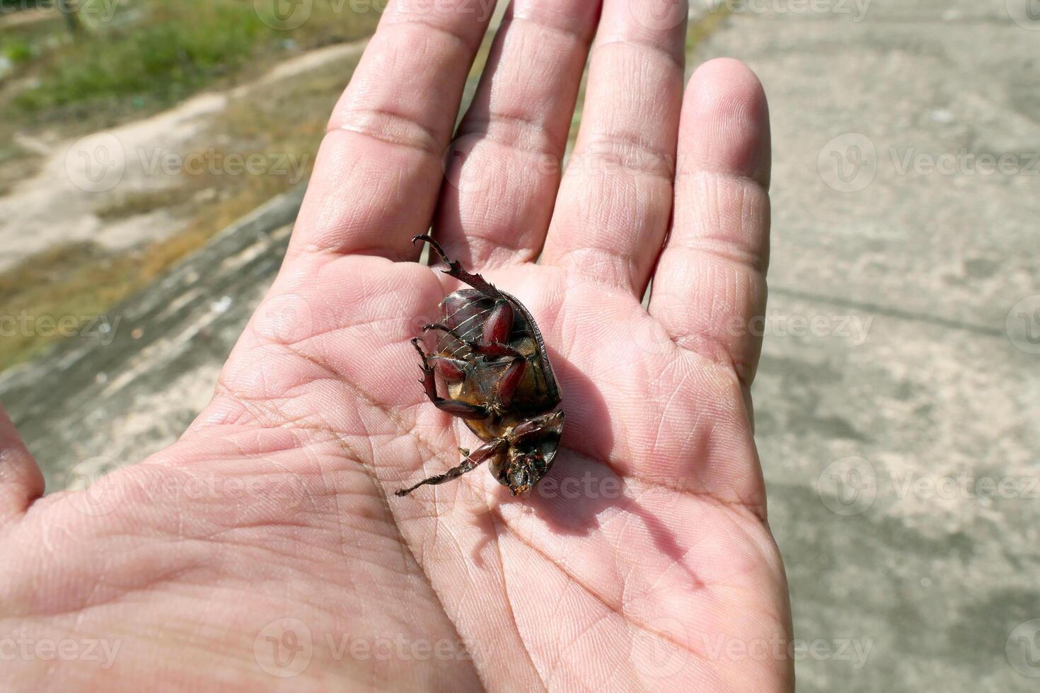 Close-up of a Dead Beetle in a Person's Hand on a Sunny Day Outdoors photo