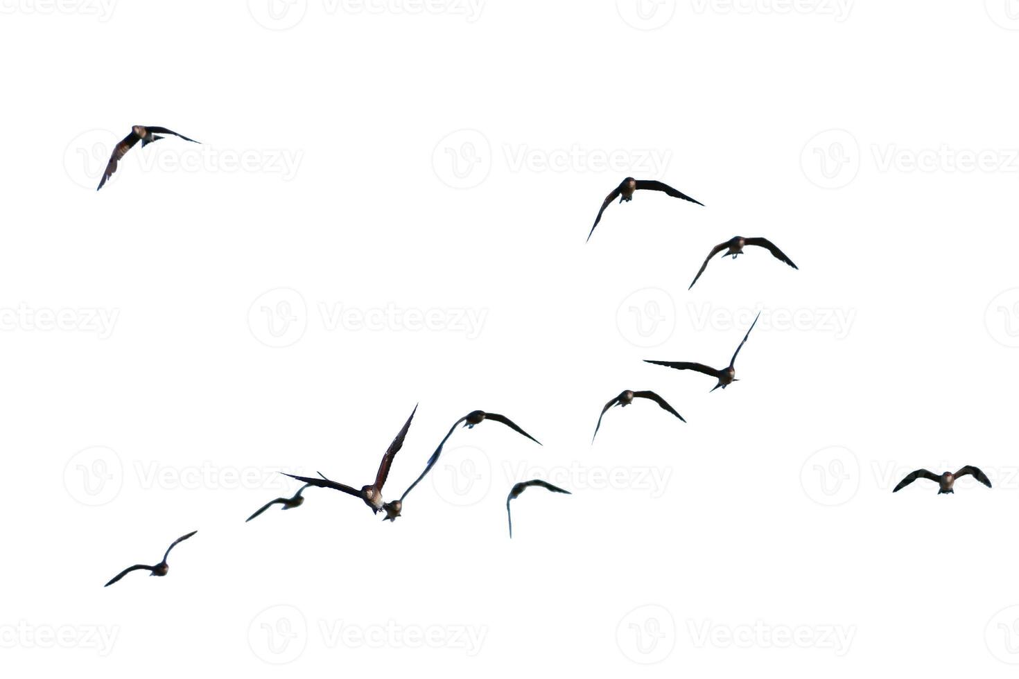 Flock of Birds in Flight Against a White Sky, Capturing the Grace and Freedom of Nature's Aerial Creatures photo