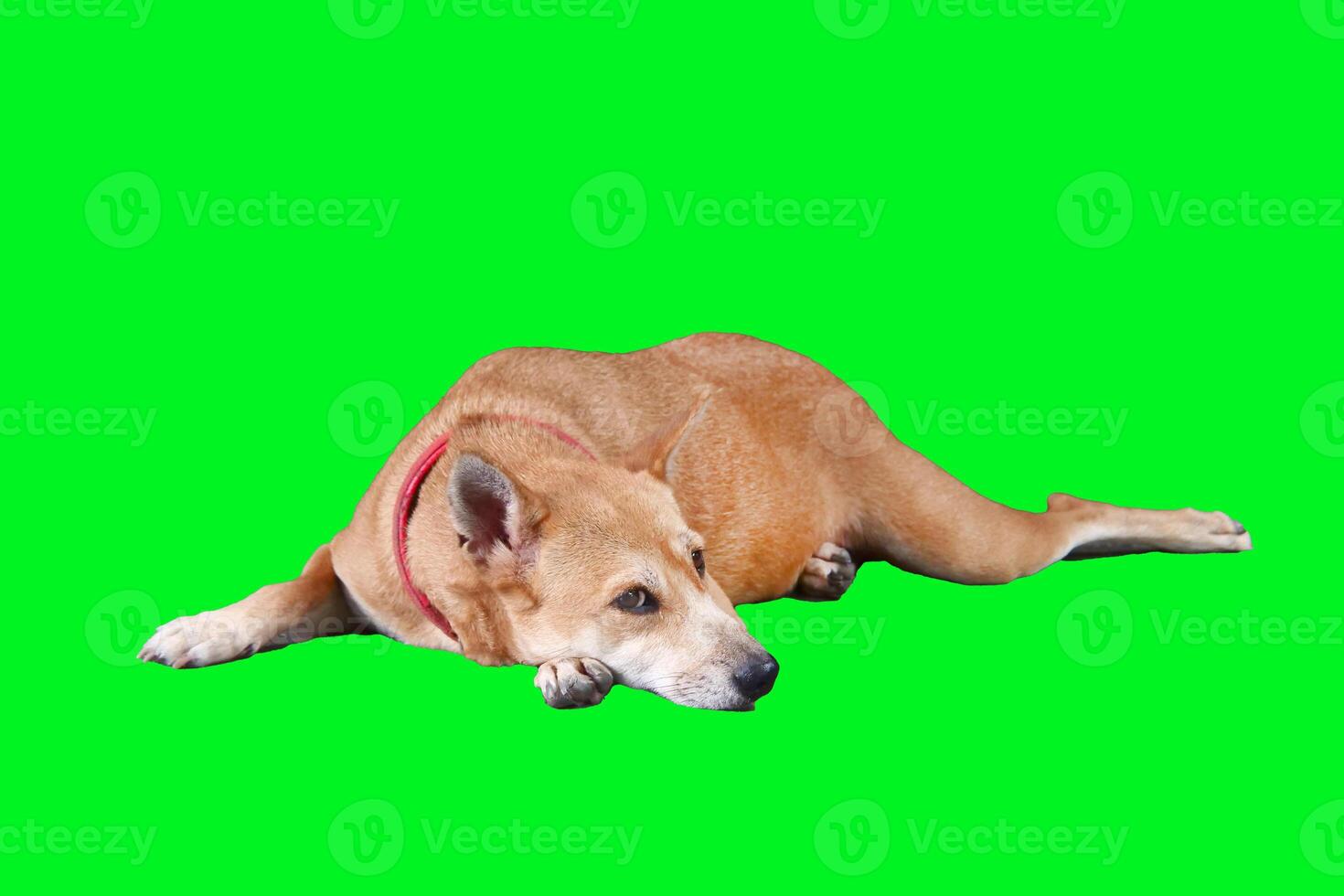 Relaxed Dog Lying on Vibrant Green Background Perfect for Creative Design and Advertising Projects photo