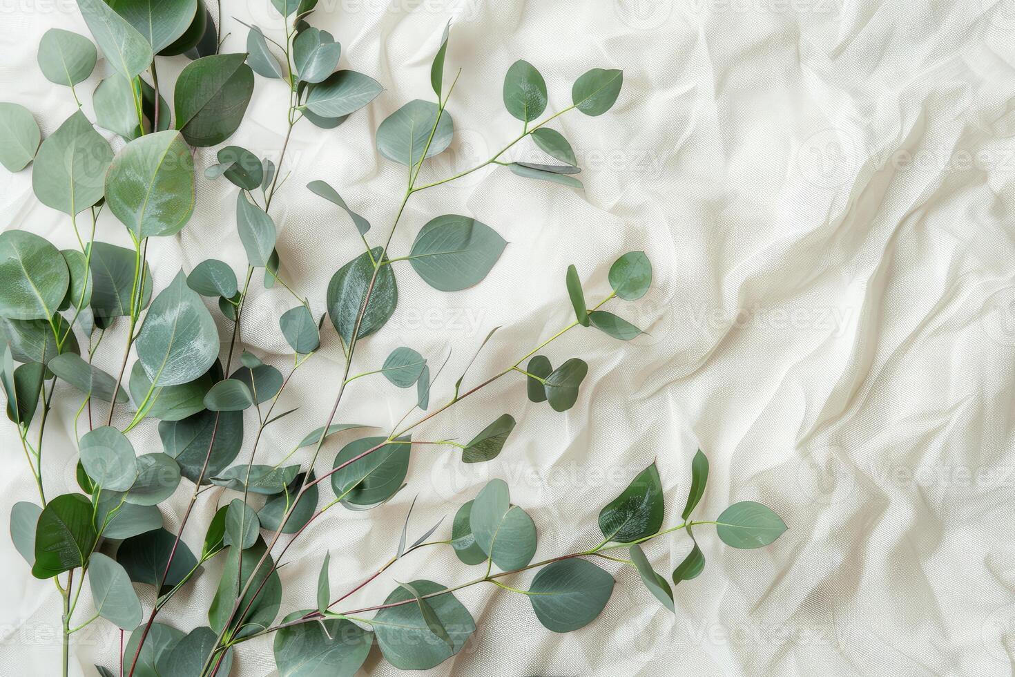Eucalyptus branches on cream textured backdrop photo