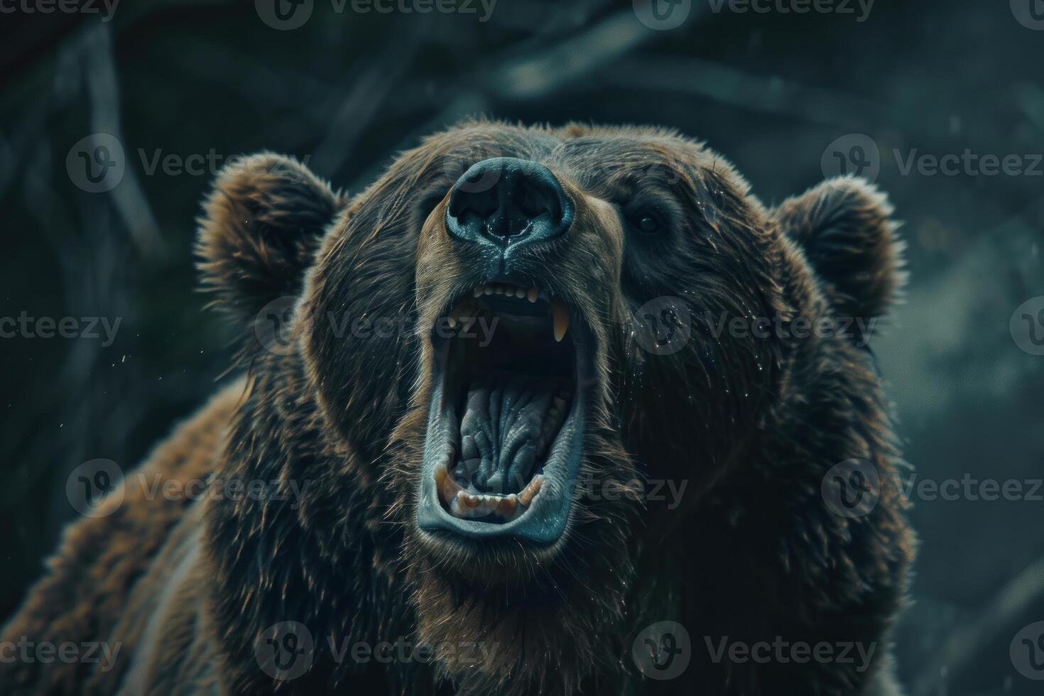 Large brown bear roaring showing sharp teeth photo
