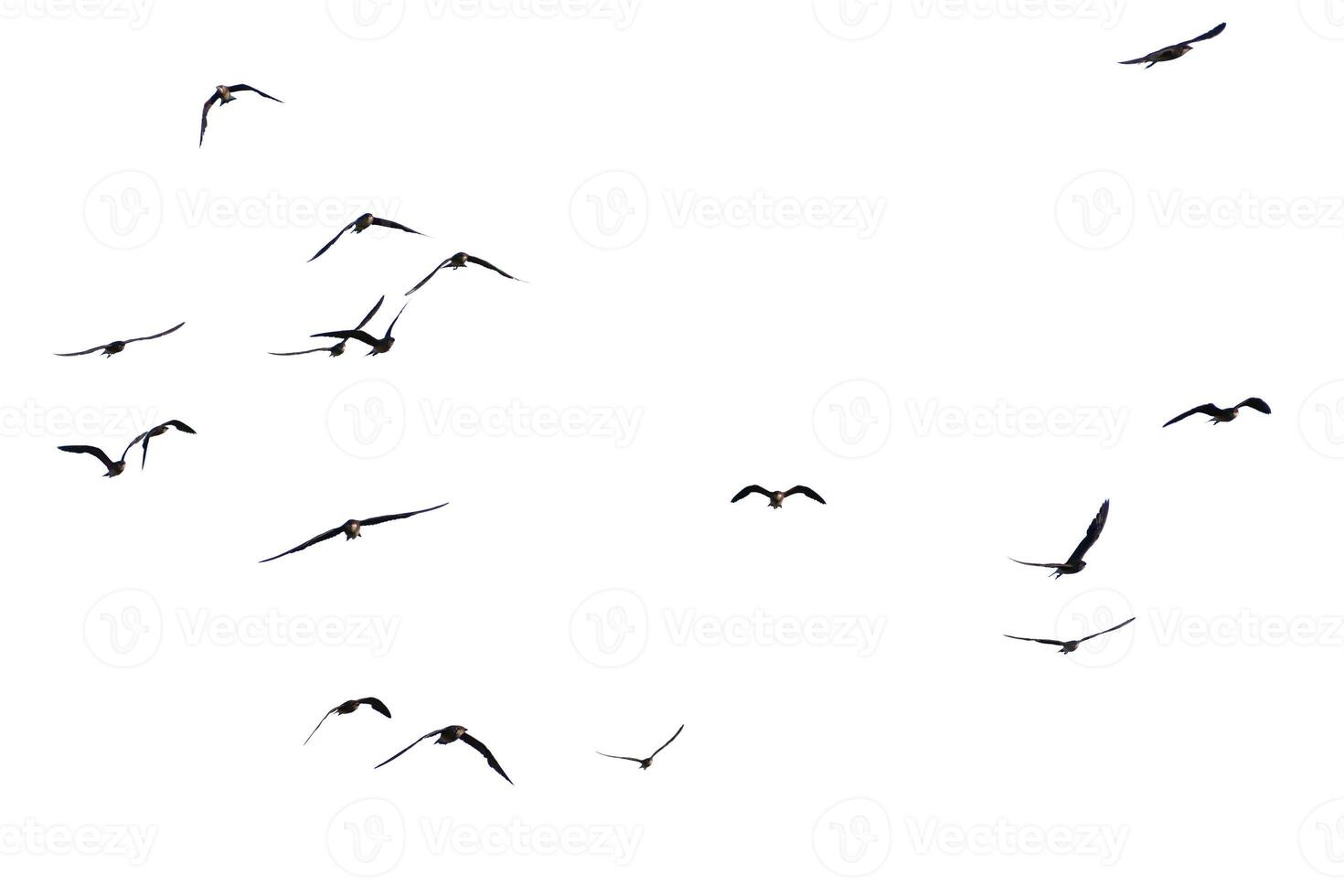 Flock of Birds Flying in Clear Sky - Minimalist Nature Photography with Birds in Flight on White Background photo